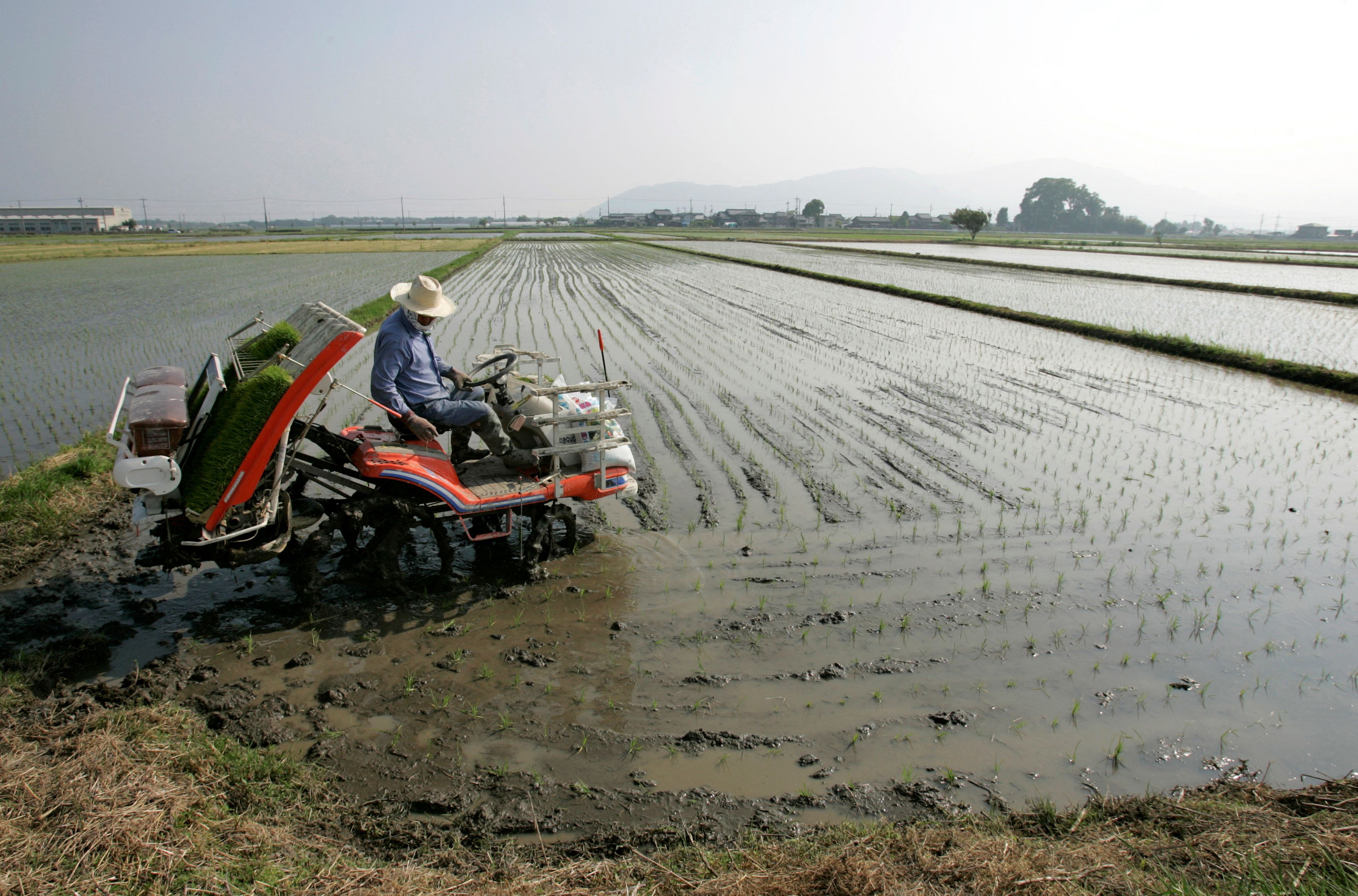Agricultor planta arroz para alimentación animal en Takashima (Japón).