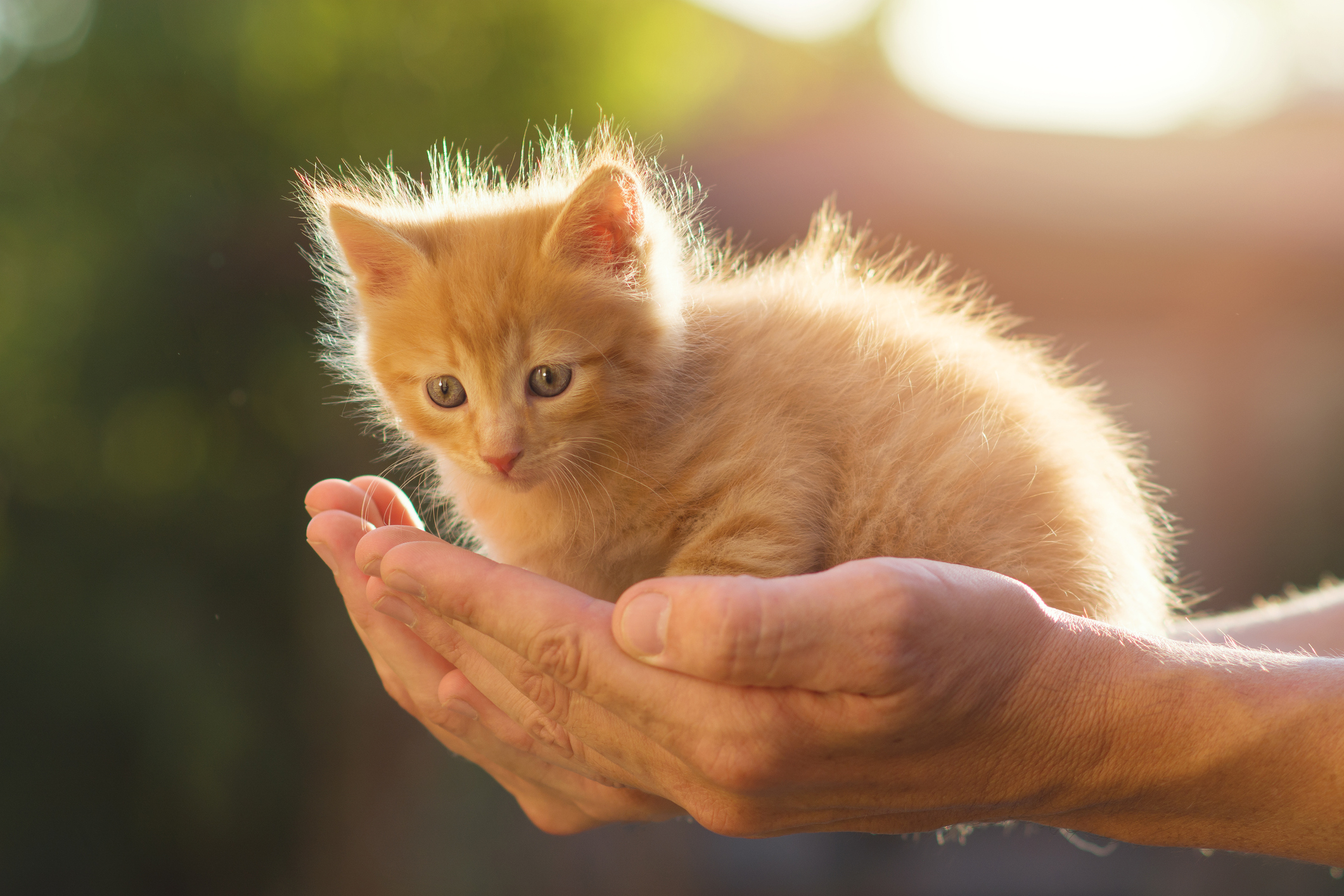Abrazadera ético Barry Cuánto dinero cuesta castrar a un gato (o a una gata)? | Business Insider  España