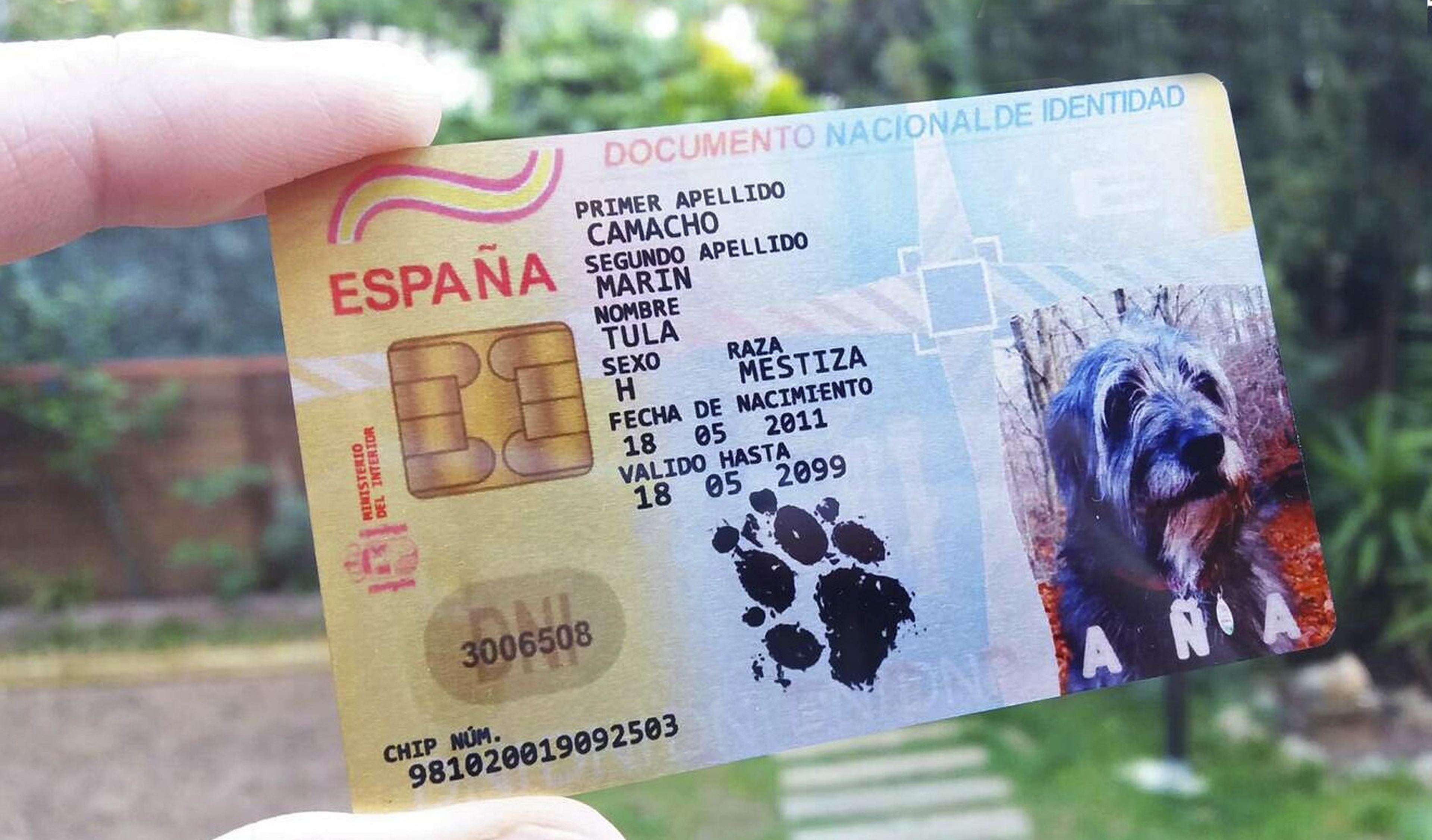 Entra vigor el DNI animal obligatorio: ¿cómo puedes solicitarlo? Business España