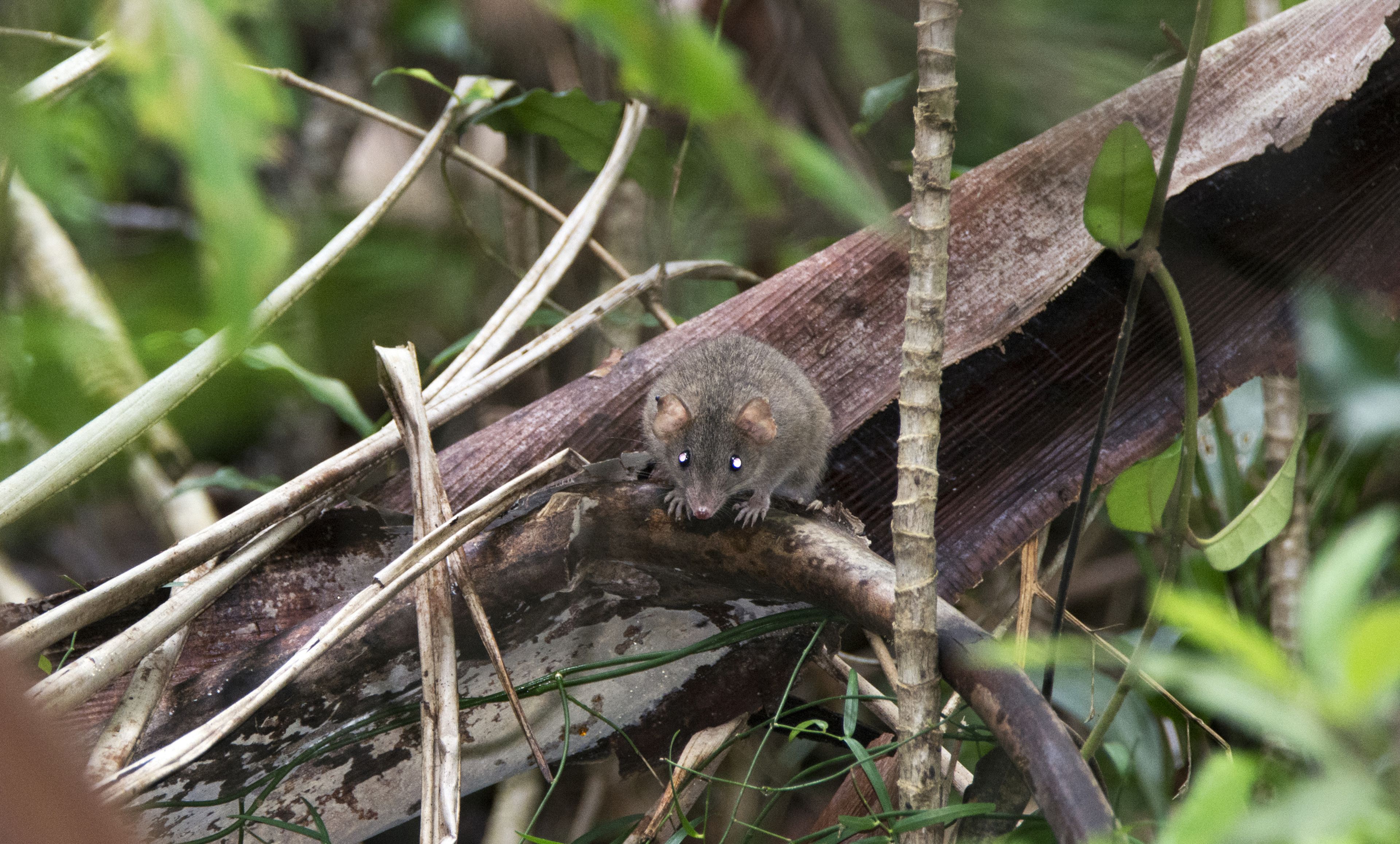 El Melonys, un pequeño roedor australiano, se considera el primer animal extinto como causa directa del cambio climático y el aumento del nivel del mar. Se declaró oficialmente desaparecido en 2019.