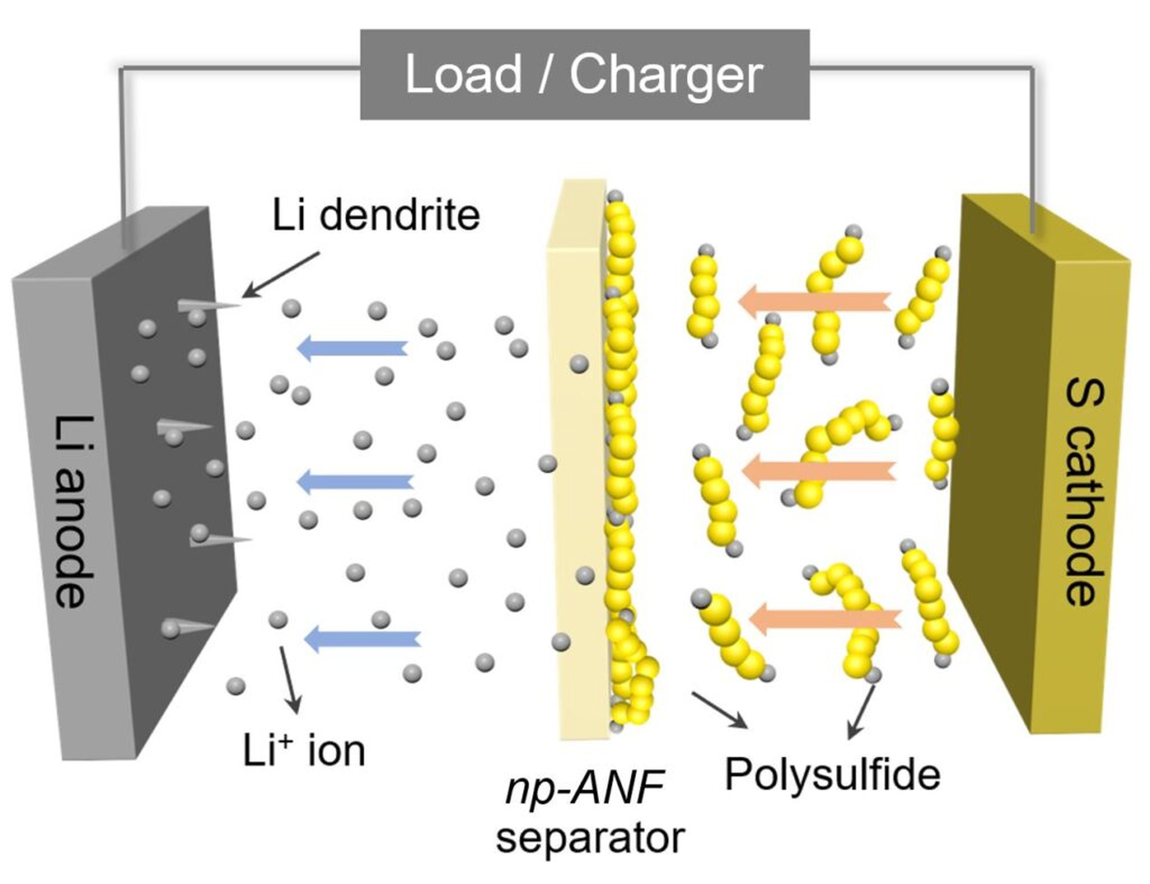 Diagrama de la batería que muestra cómo los iones de litio pueden regresar al electrodo de litio mientras que los polisulfuros de litio no pueden atravesar la membrana que separa los electrodos.