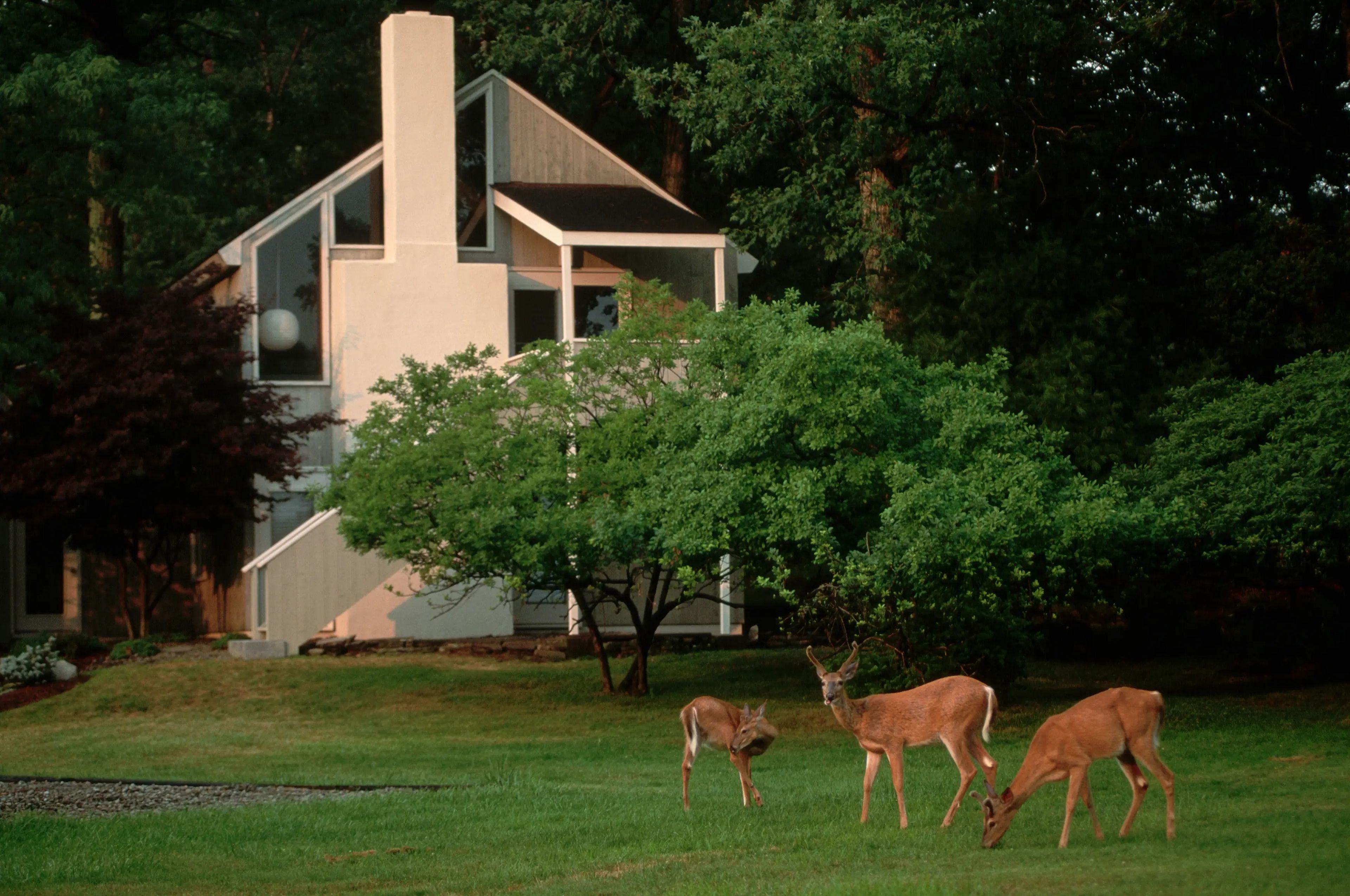 Los ciervos llenan el patio de una casa en Hemlock Farms, Pensilvania, EEUU.