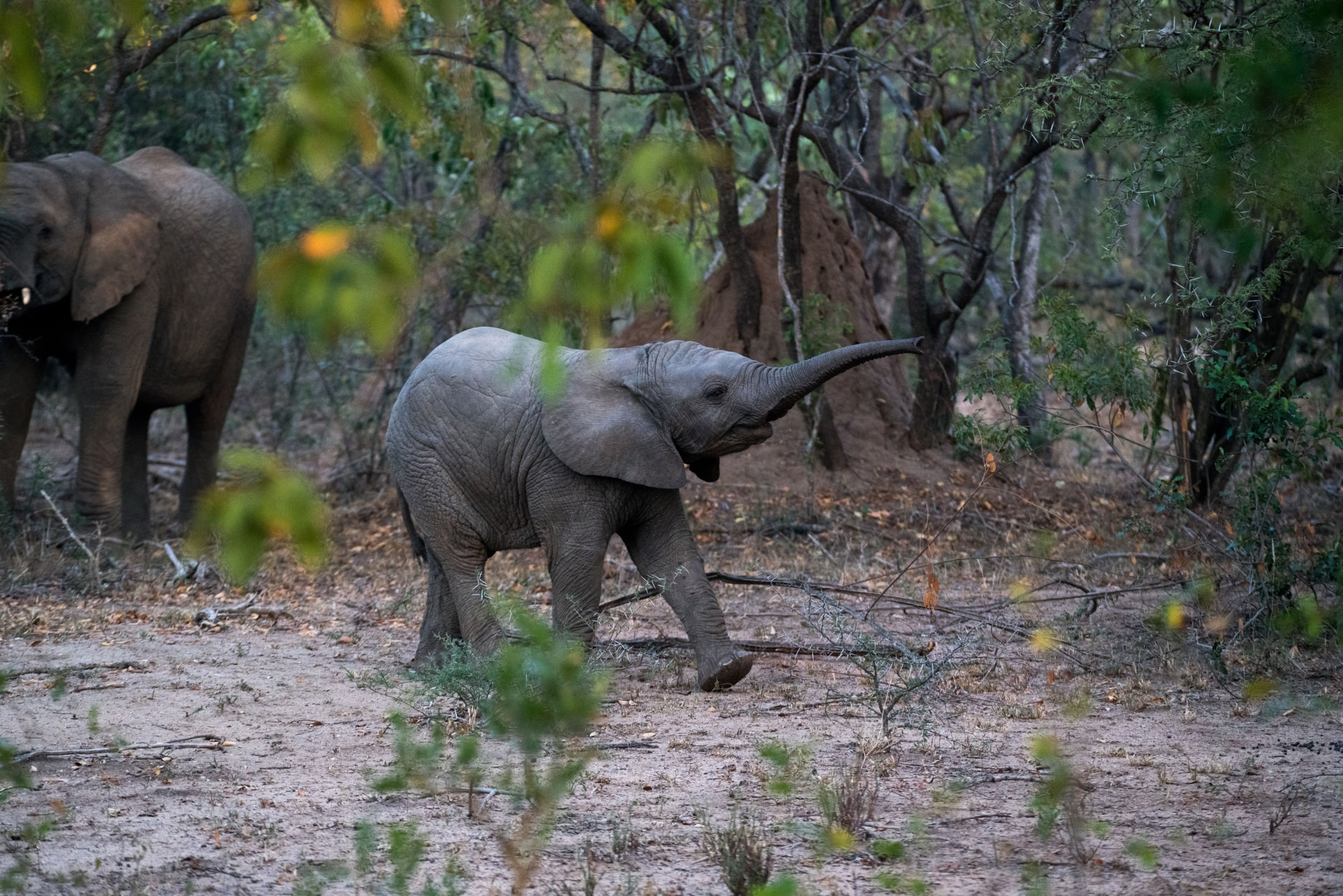 Elefante del bosque africano