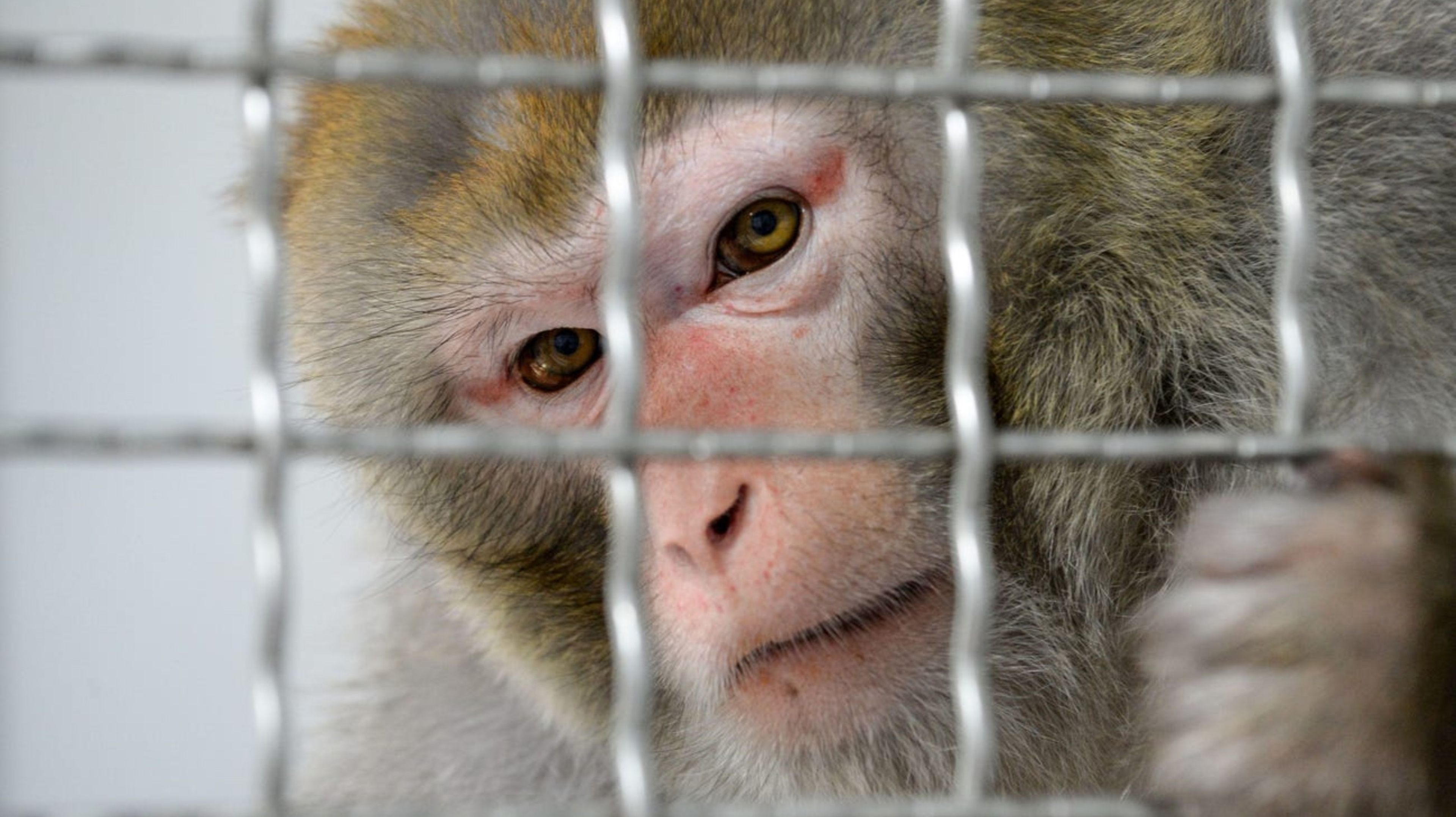 En los experimentos de Neuralink se utilizaron monos macacos rhesus (no aparecen en la foto).
