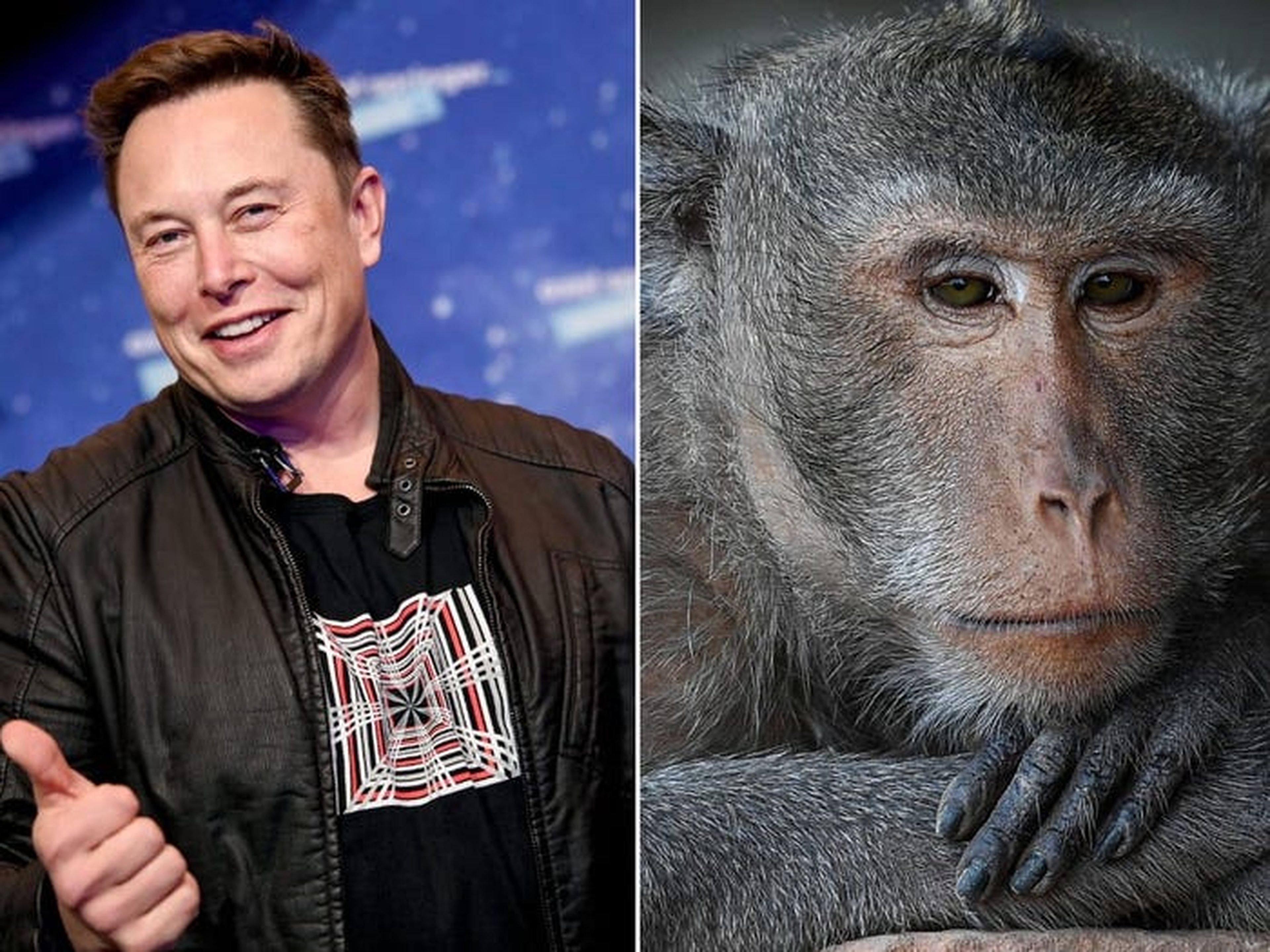 El mono de Elon Musk.