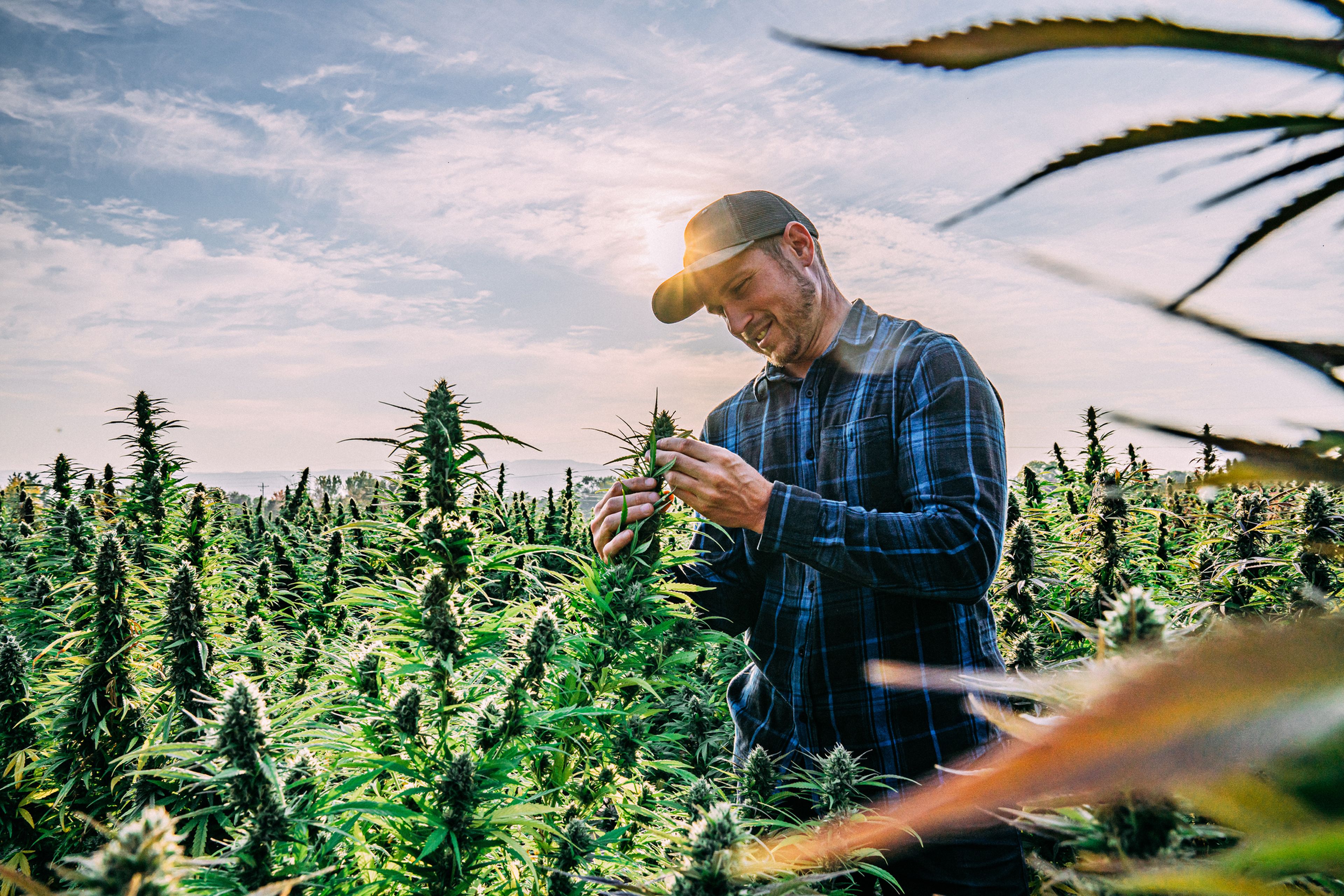 What Is Cbd Or Cannabidiol And What Are Its Properties? Cannabis Plant