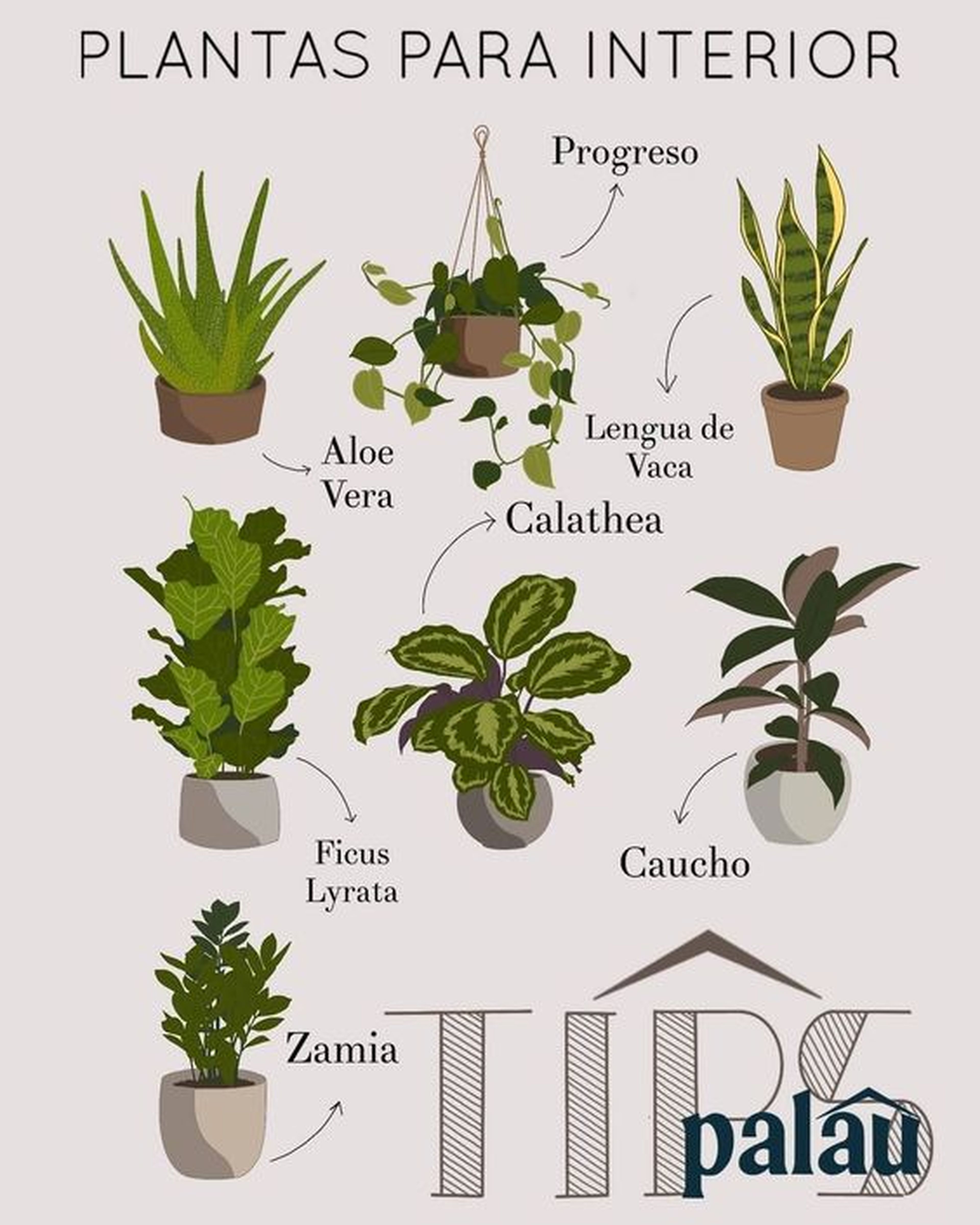 plantas de interior