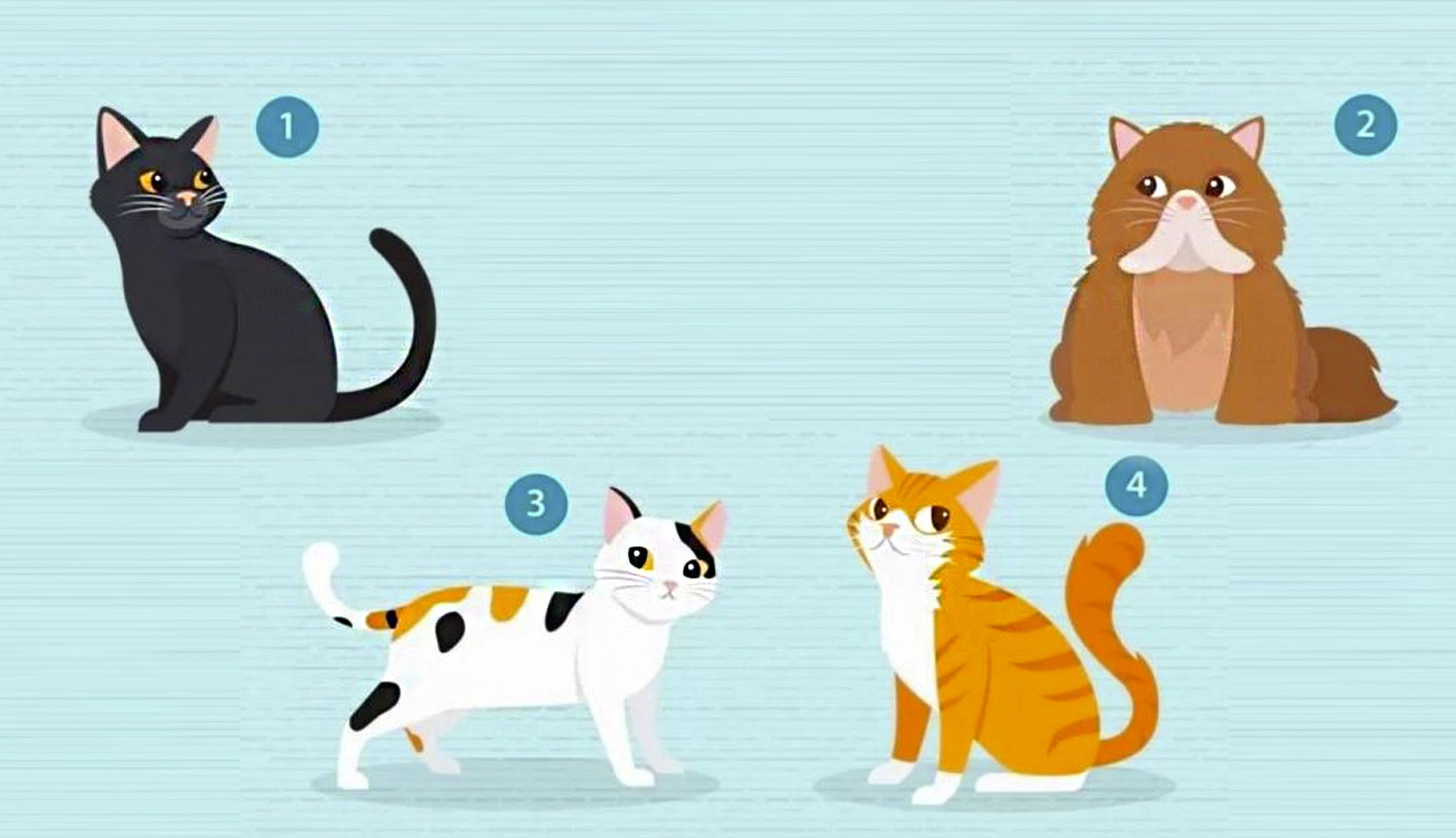 contaminación No hagas Incorporar Test visual: el gato que elijas revelará tu relación sentimental ideal |  Business Insider España