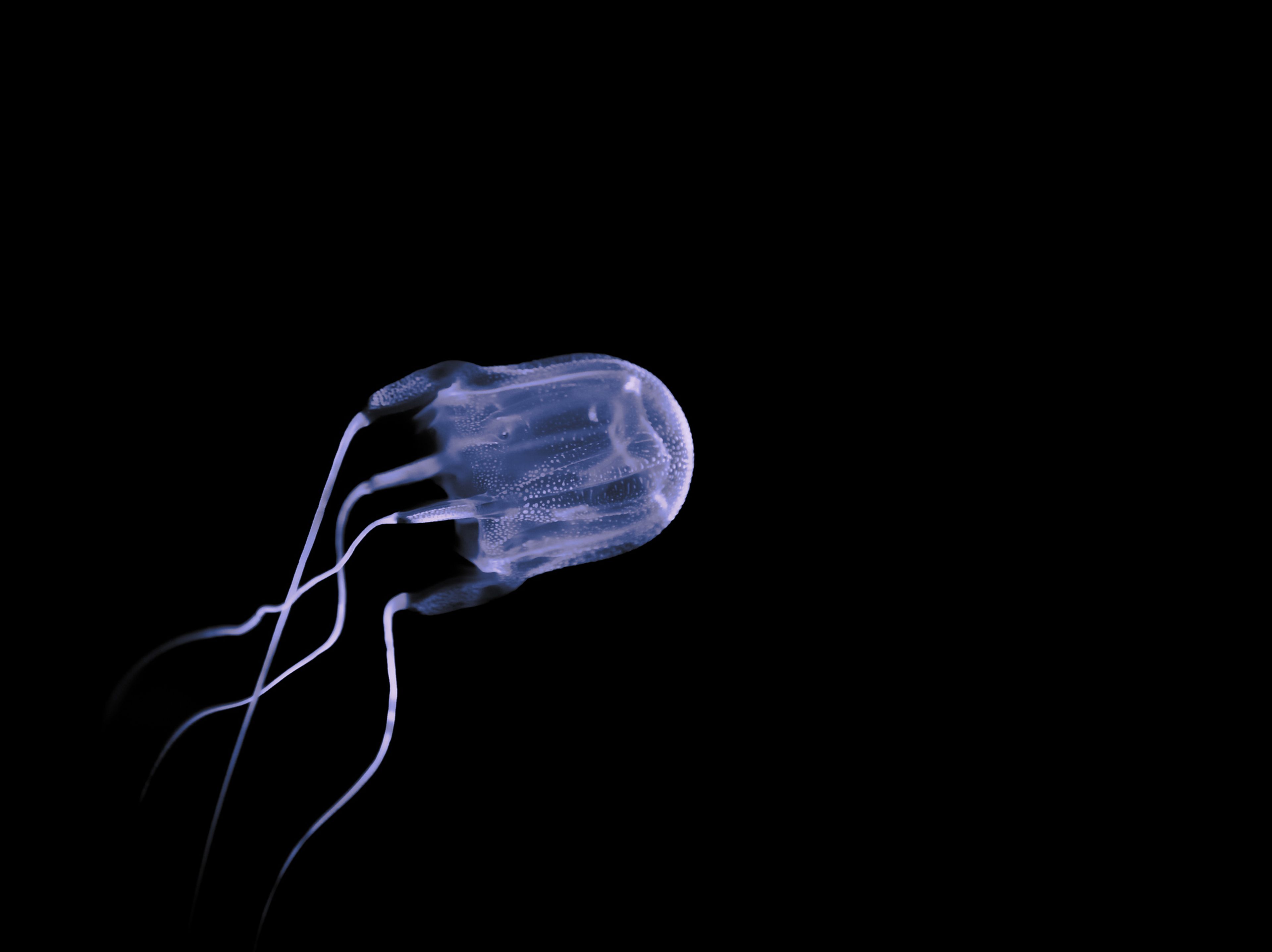 Avispa de mar o medusa de caja.