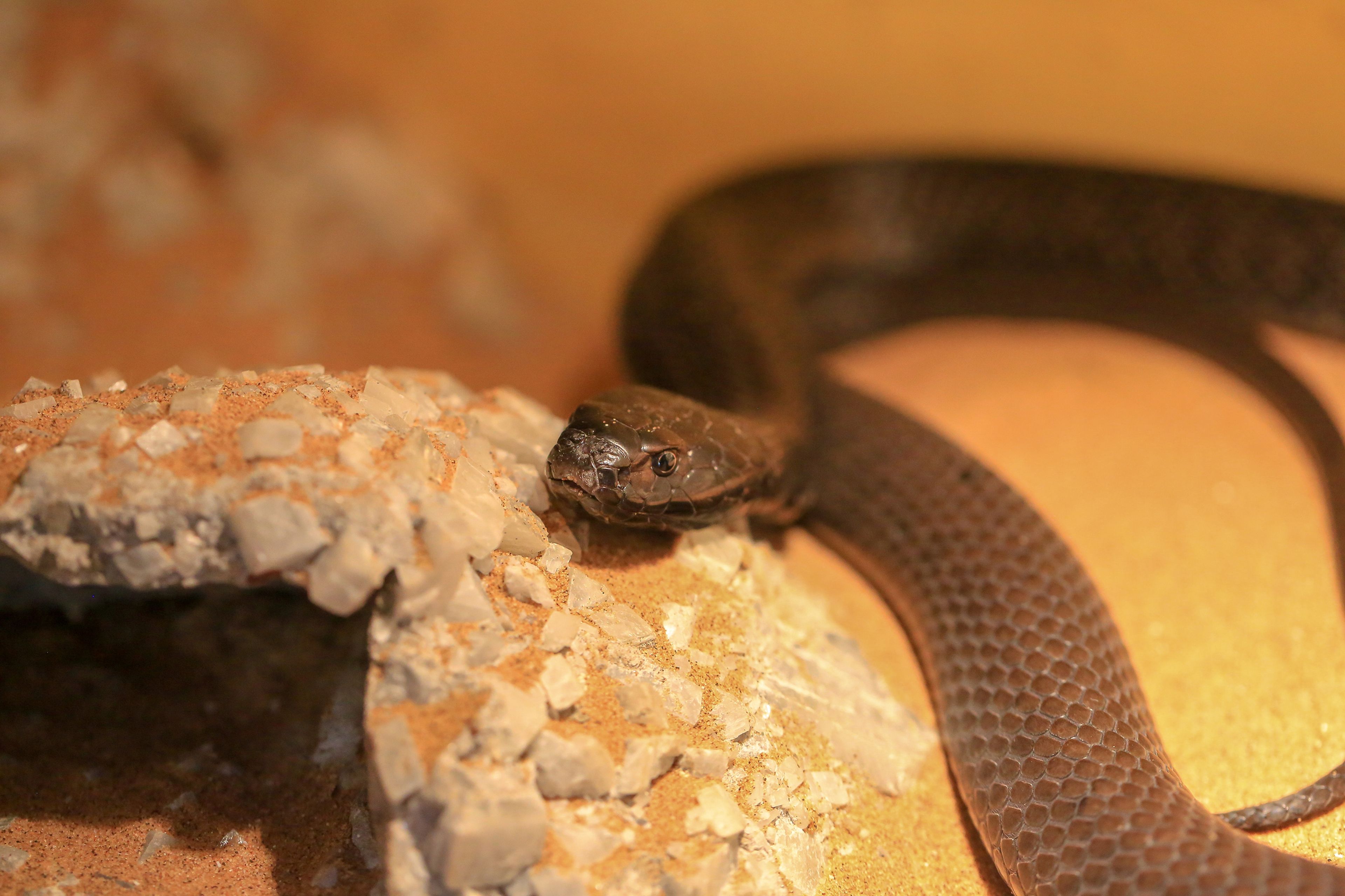 Cobra escupidora de cuello negro.