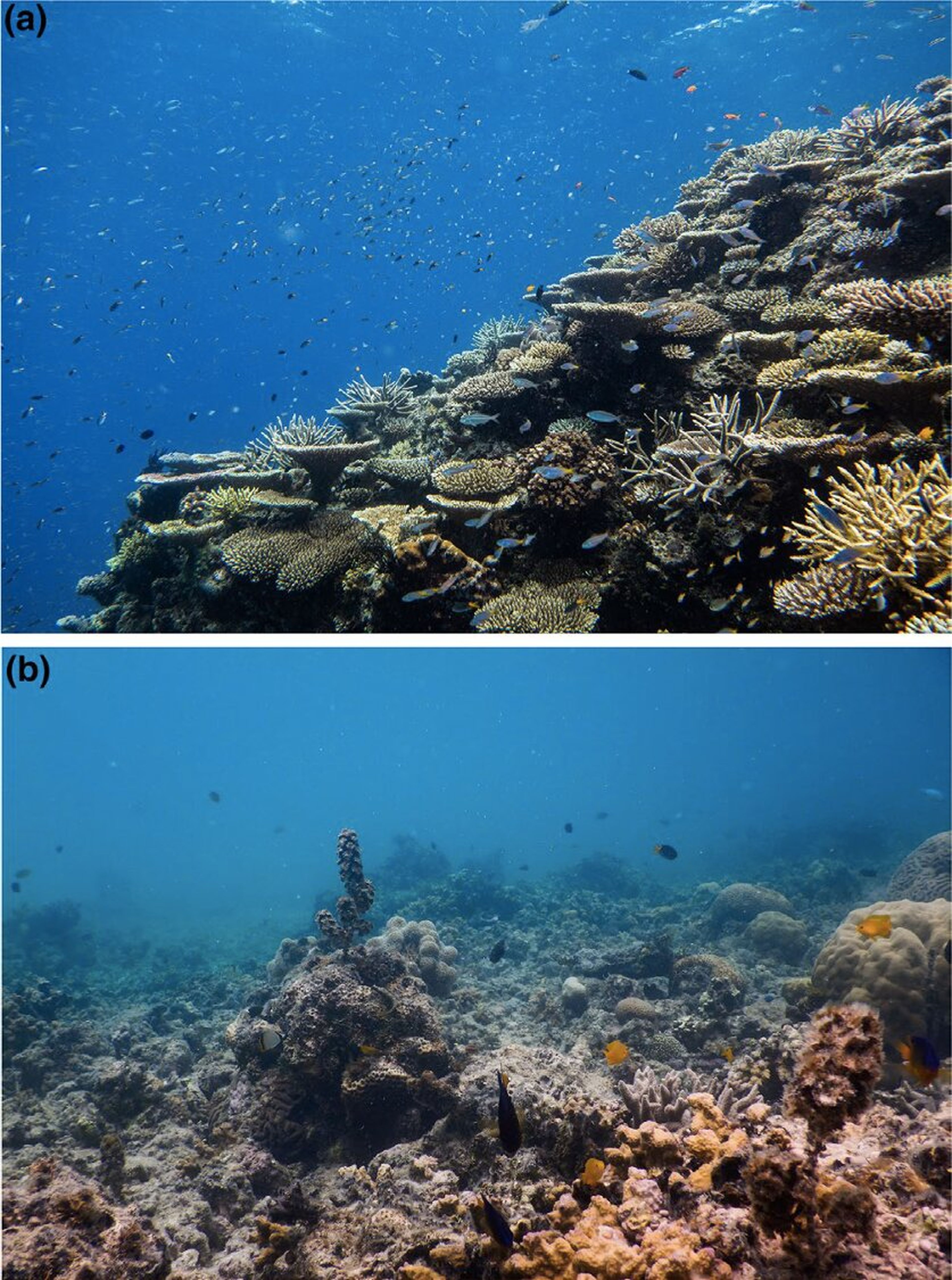 Comunidades de peces en partes sanas (a) y dañadas (b) del arrecife.
