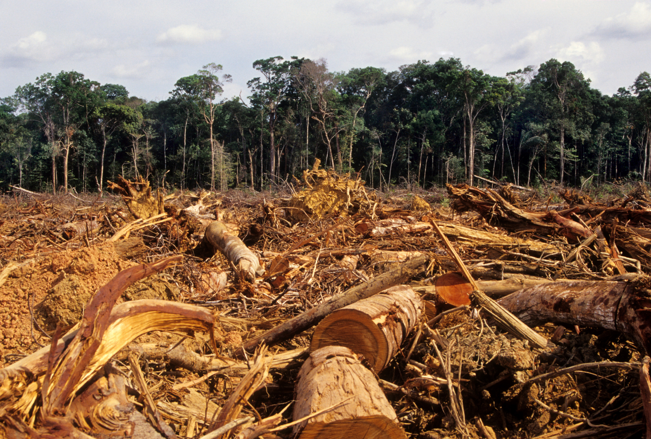 La deforestación altera las nubes, el ciclo del agua o el calor | Business  Insider España