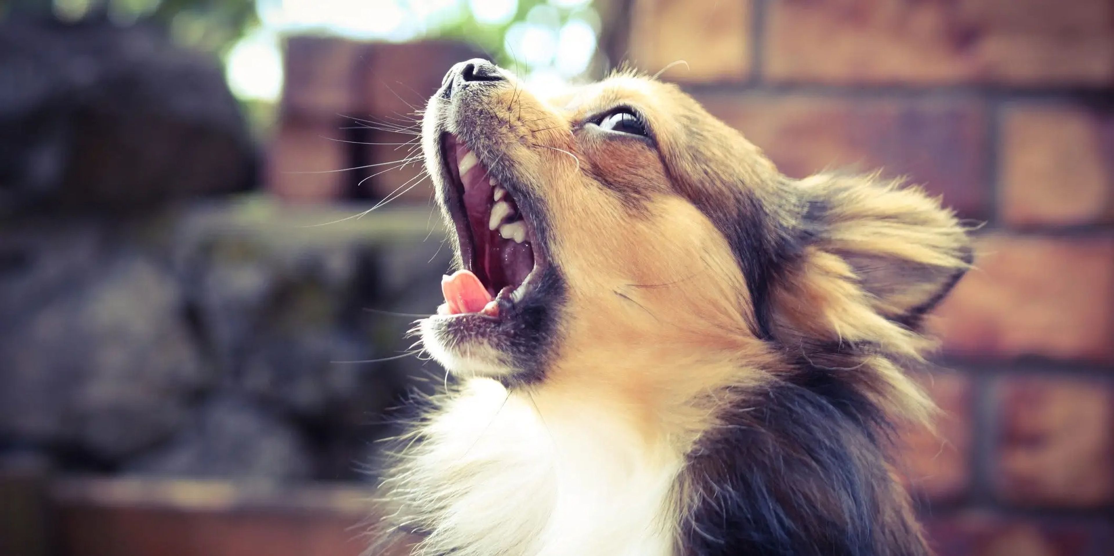 Los aullidos pueden ser una señal de que tu perro tiene ansiedad por separación.