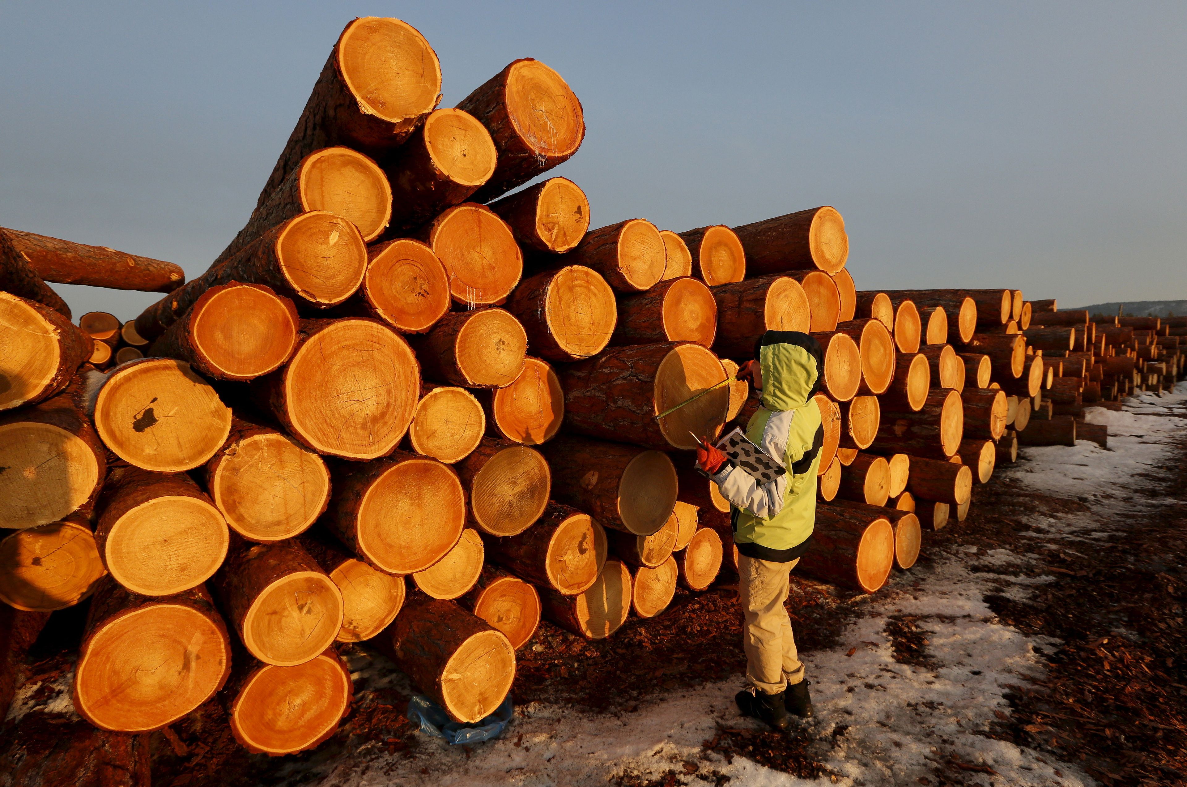 Un empleado midiendo troncos en la planta de procesamiento de madera de Boguchansky