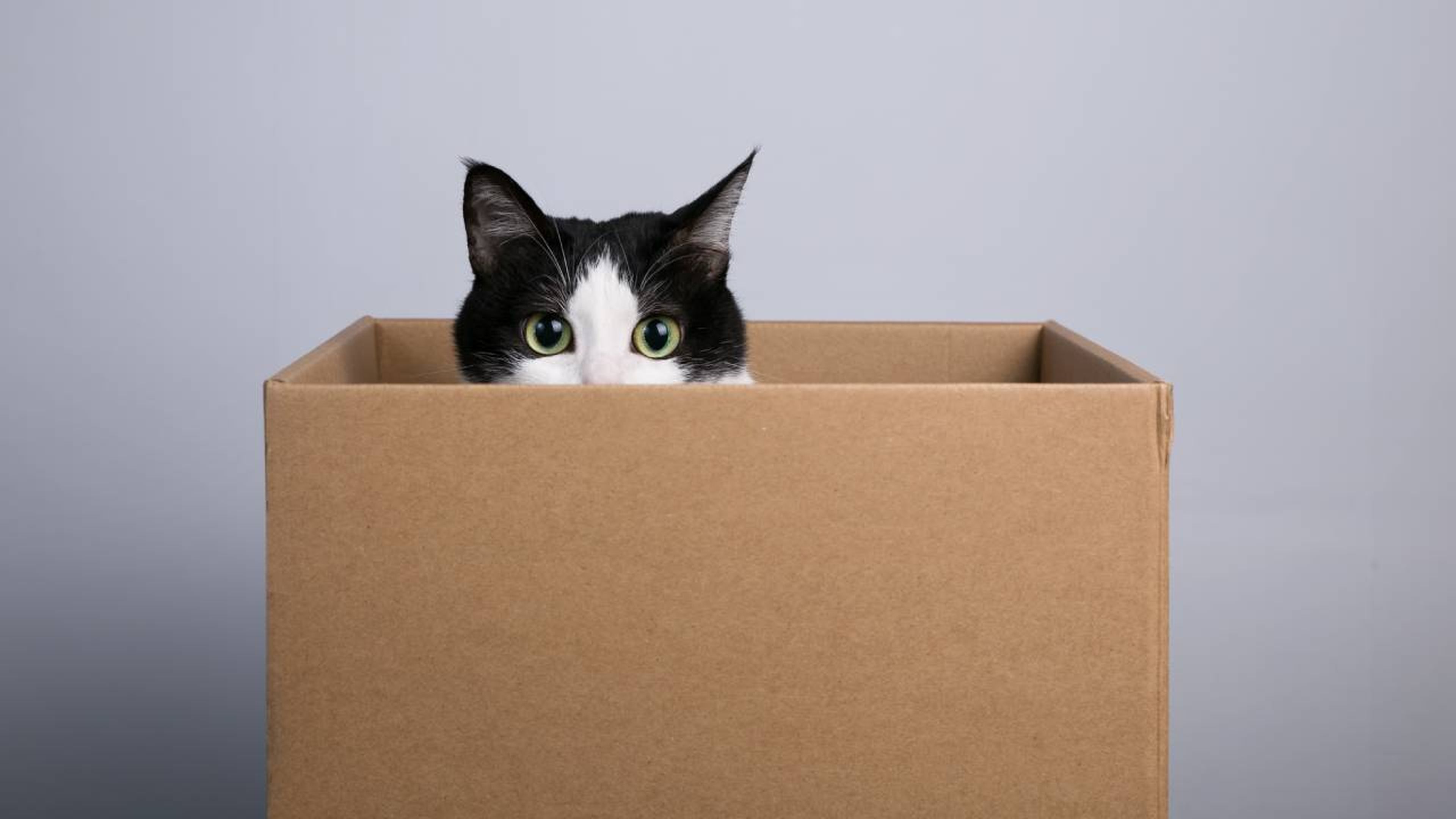 Un gatto in una scatola di cartone