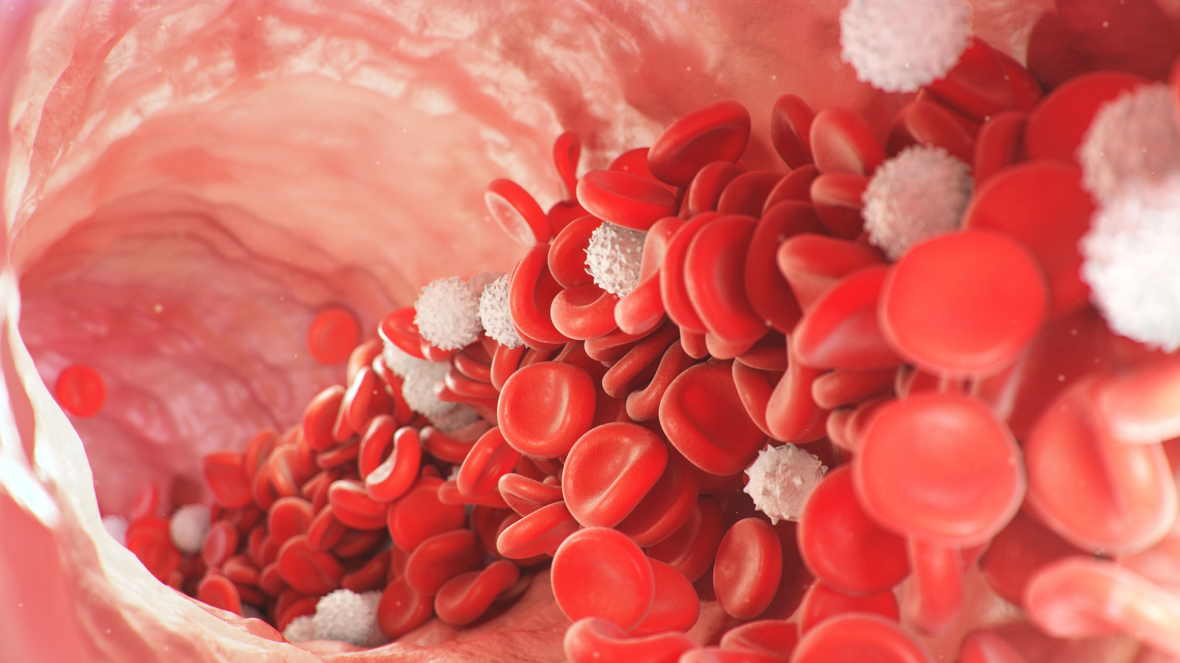 Glóbulos rojos y glóbulos blancos en la sangre