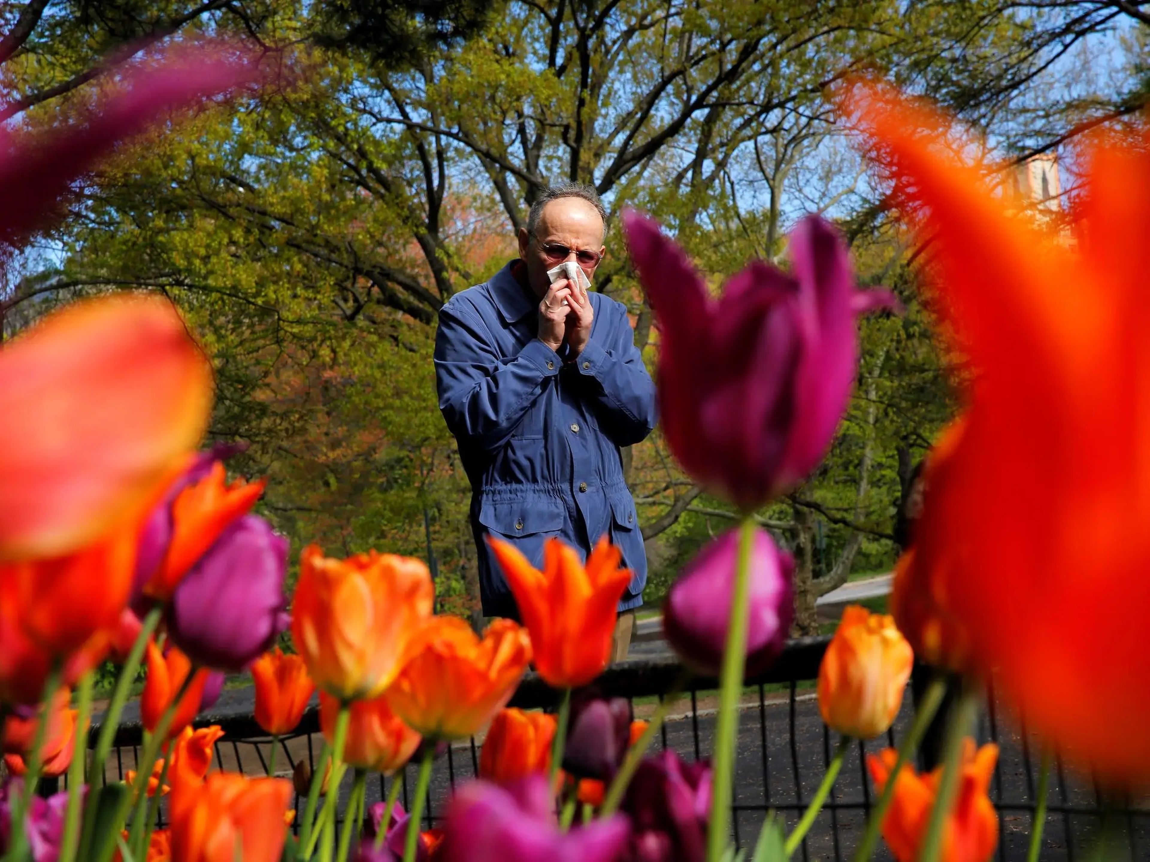Un hombre se suena la nariz después de estornudar mientras pasea por Central Park en Nueva York, el 30 de abril de 2016.
