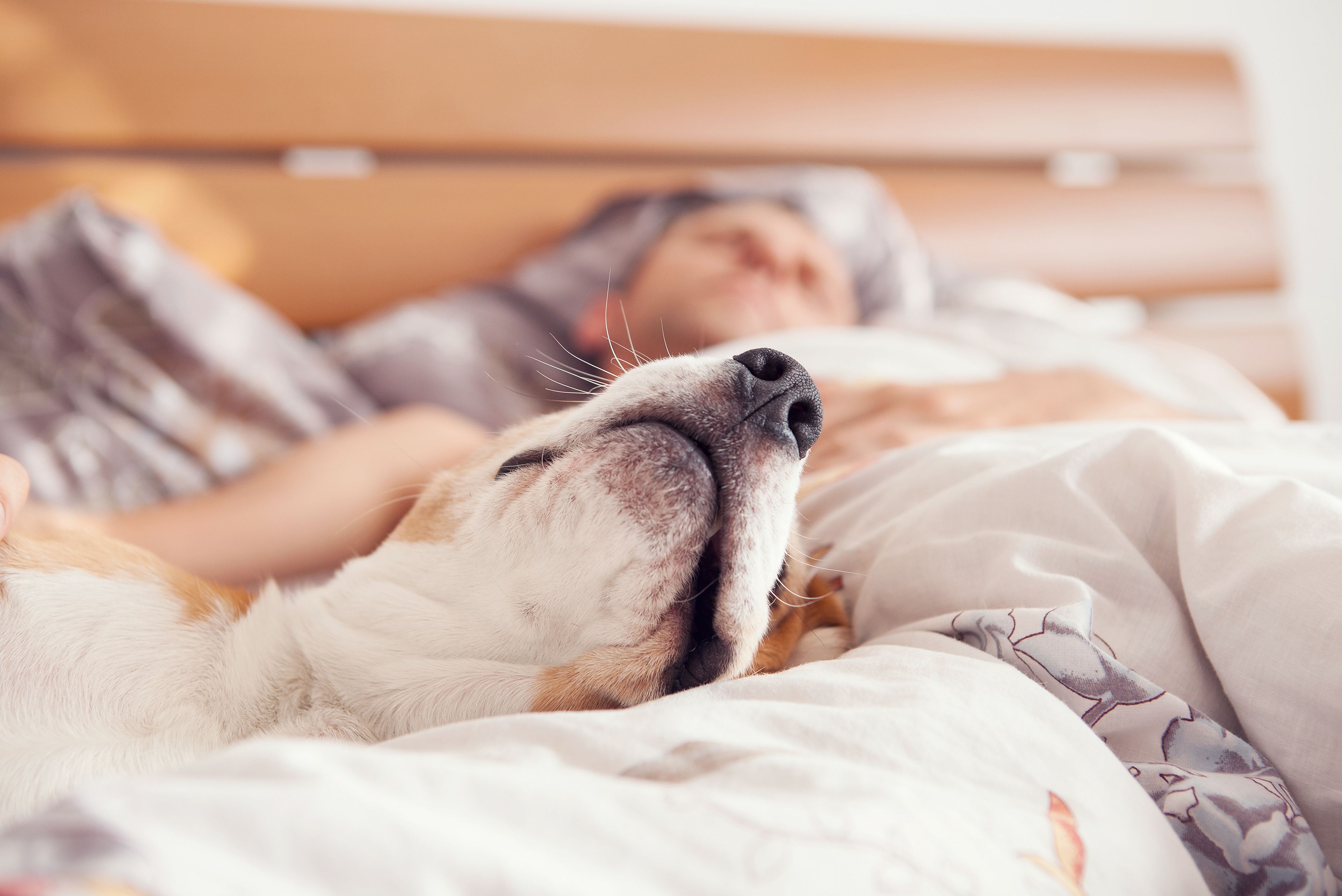 Por qué no es saludable dormir con un perro? Los expertos no recomiendan  compartir cama con tu mascota | Business Insider España