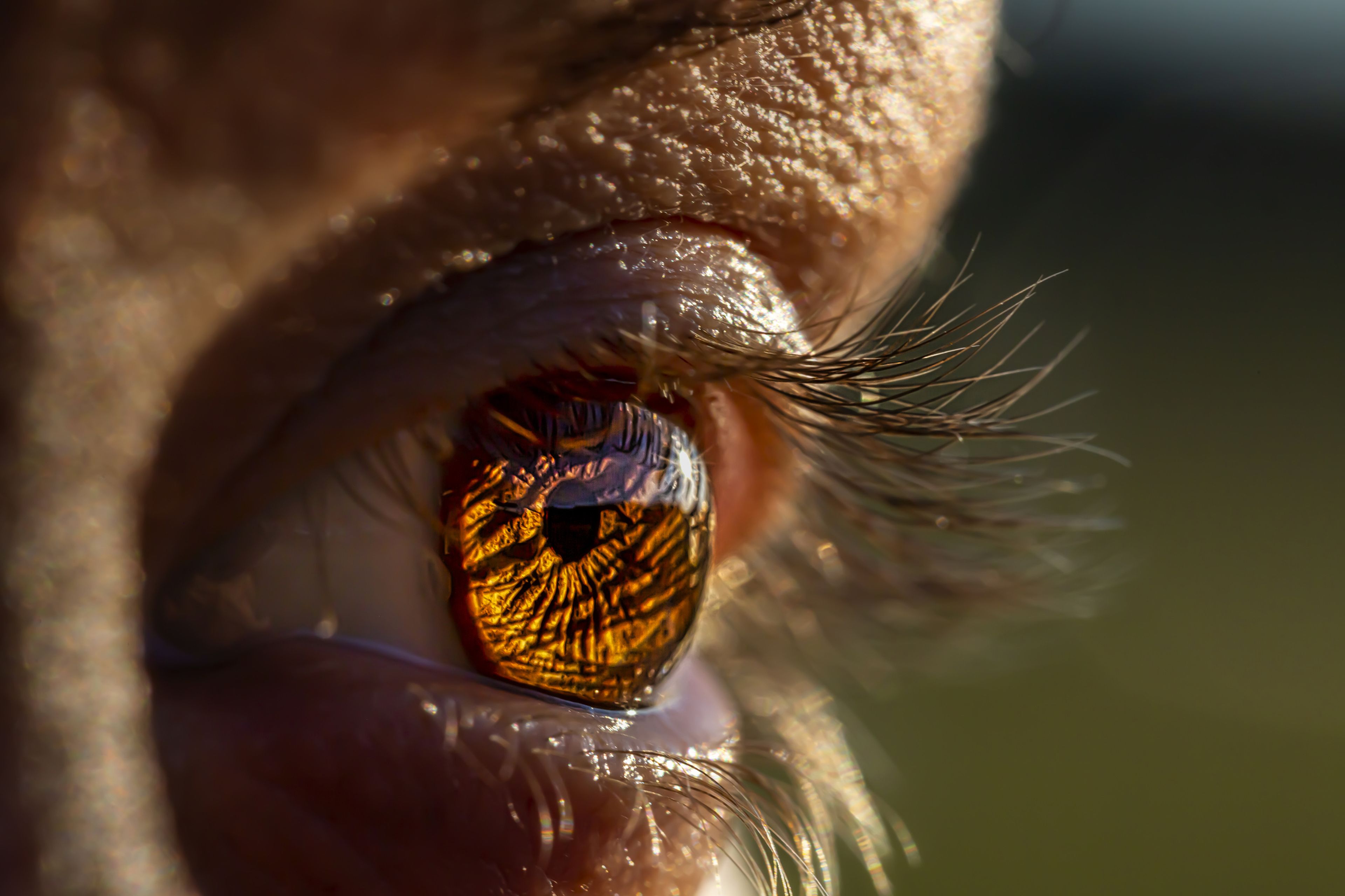 Científicos descubren condiciones bajo las cuales el ojo humano es
