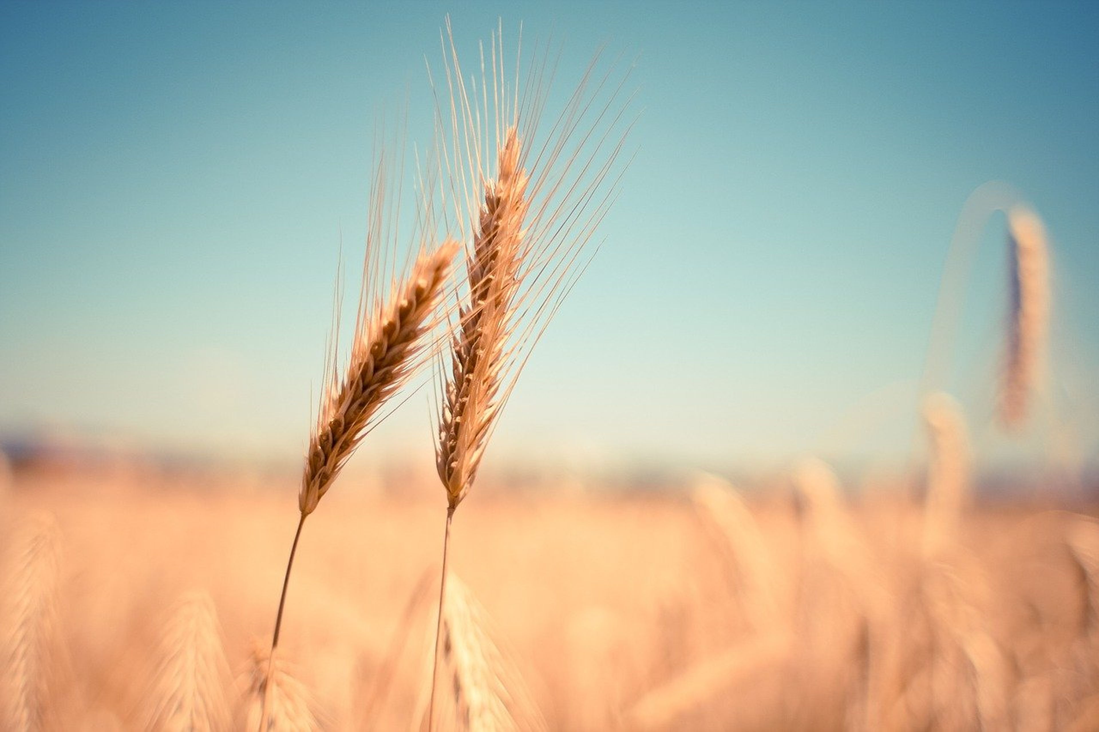 Más de la mitad de la población global solo depende de 3 cultivos: arroz, trigo y maíz.