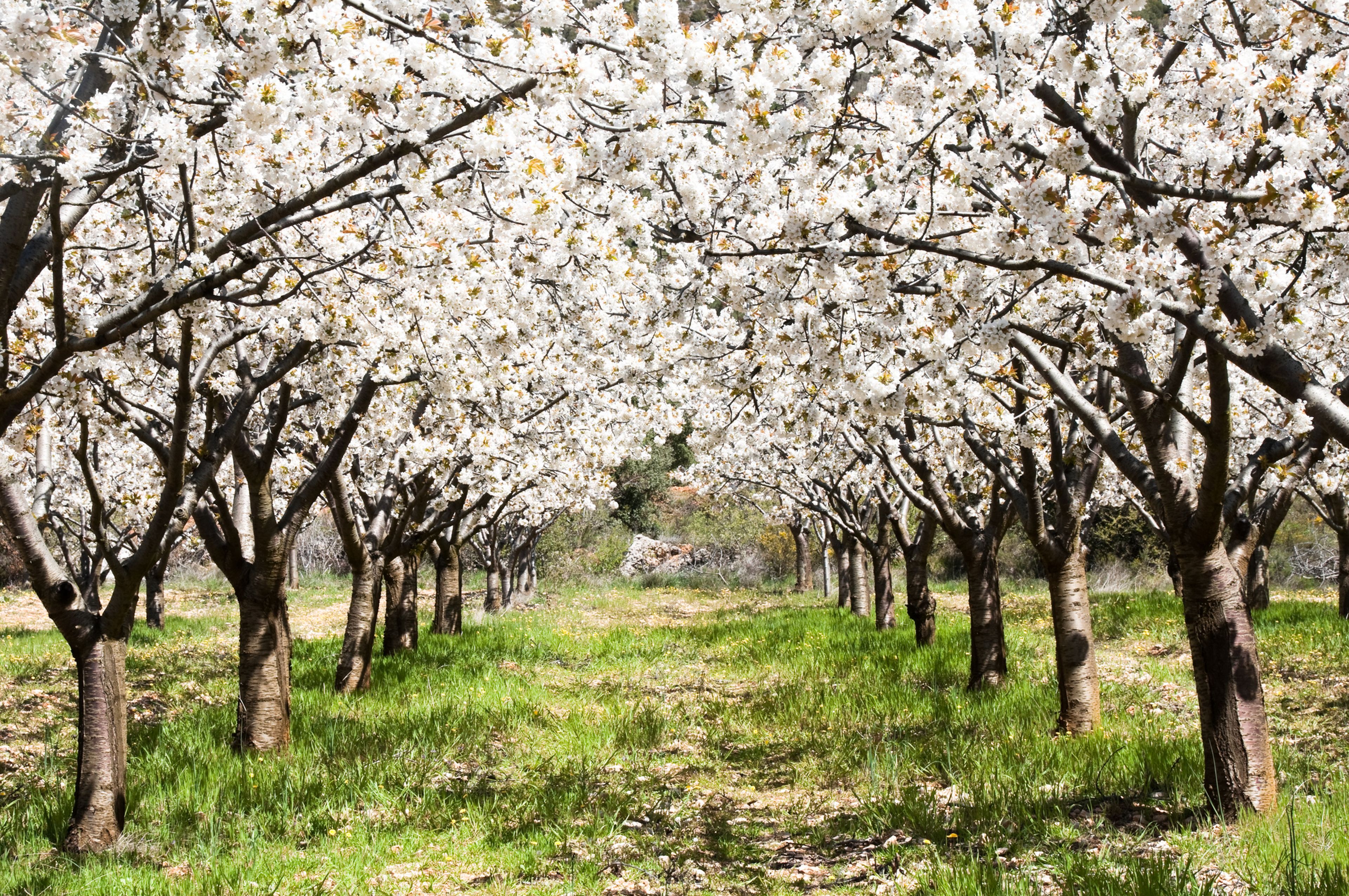 Los mejores rincones de España para ver cerezos en flor en 2022 | Business  Insider España