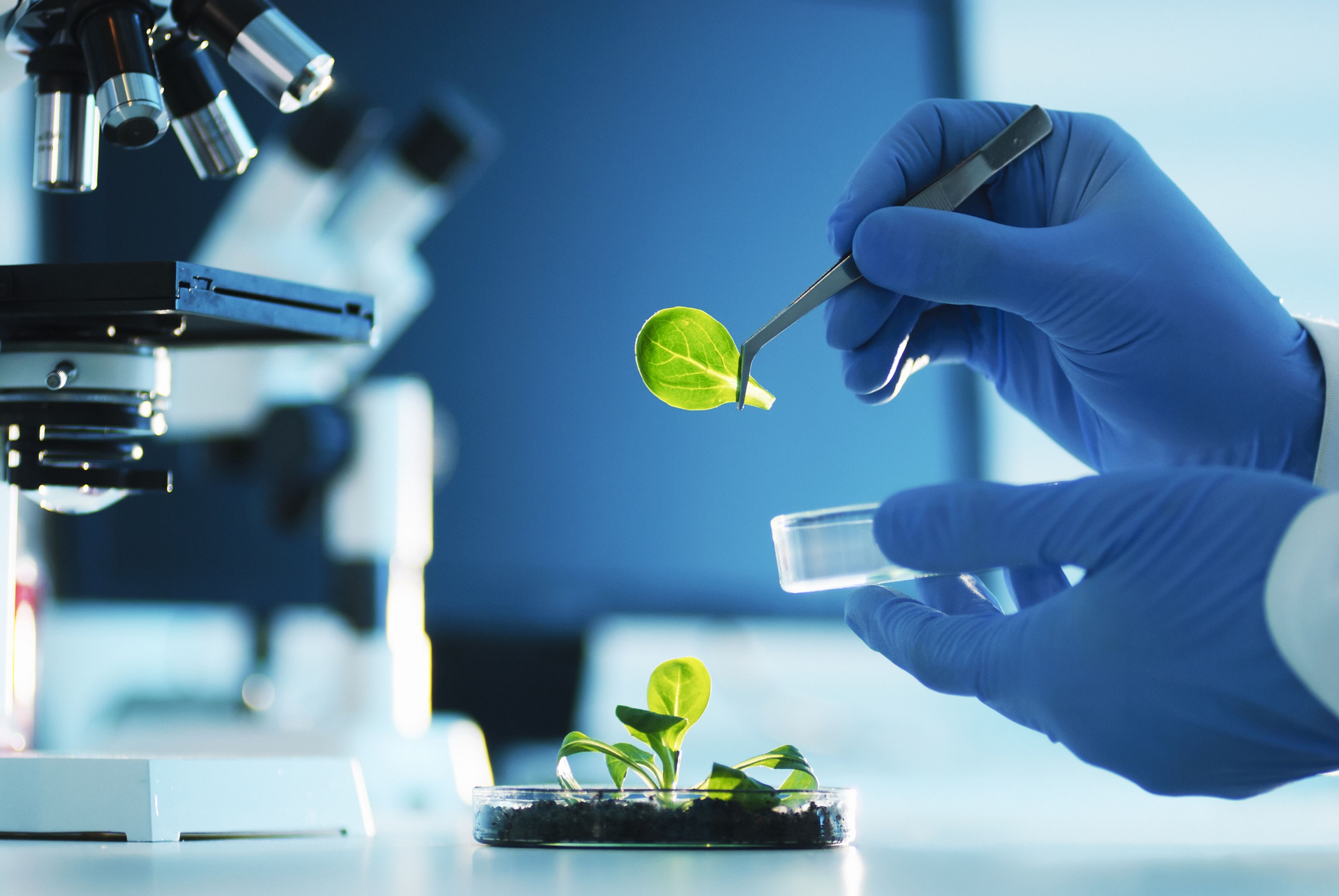 Edición CRISPR en plantas