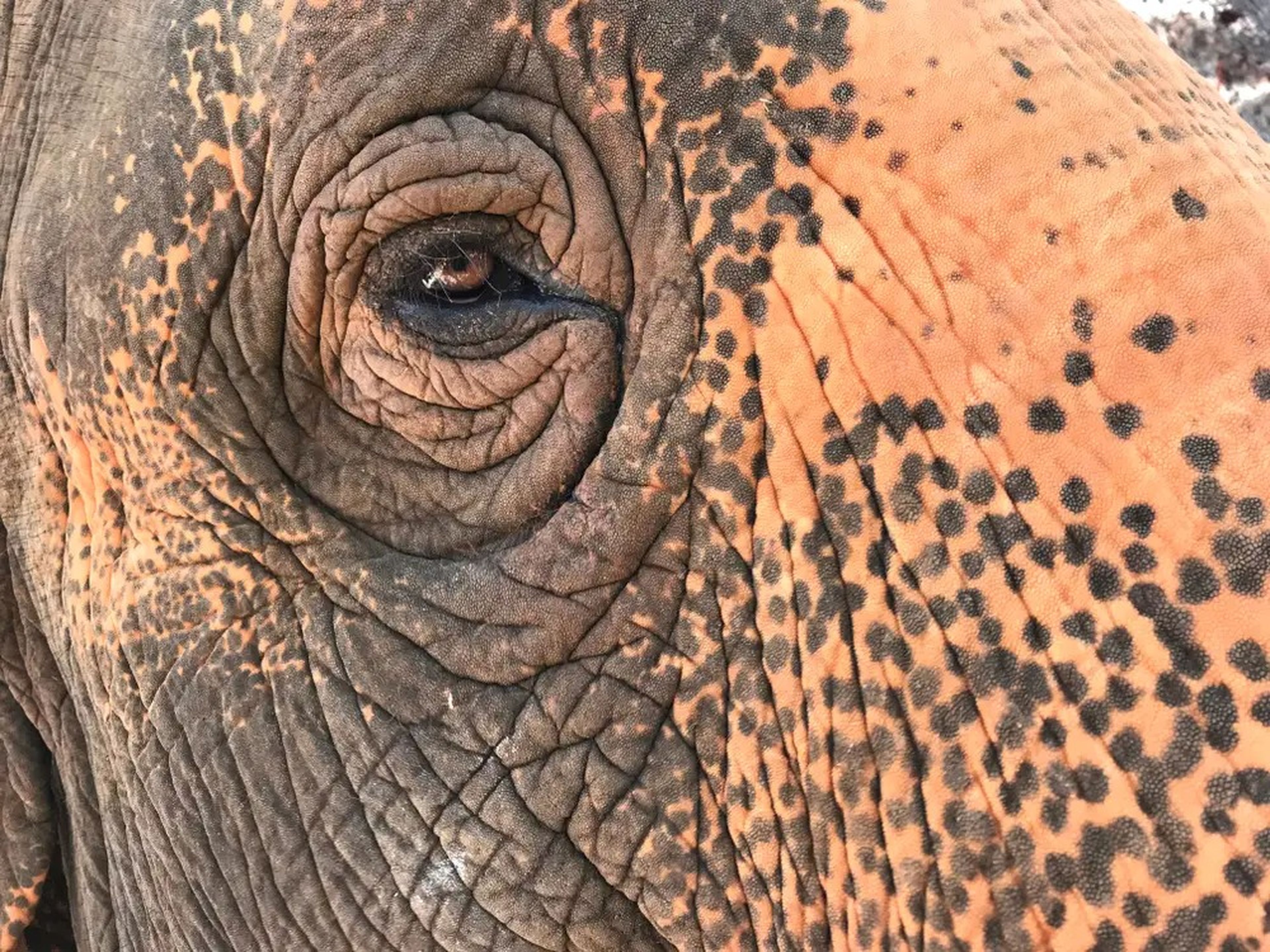 Los elefantes de avanzada edad tienen más arrugas alrededor de los ojos además de sufrir decoloración en la piel.