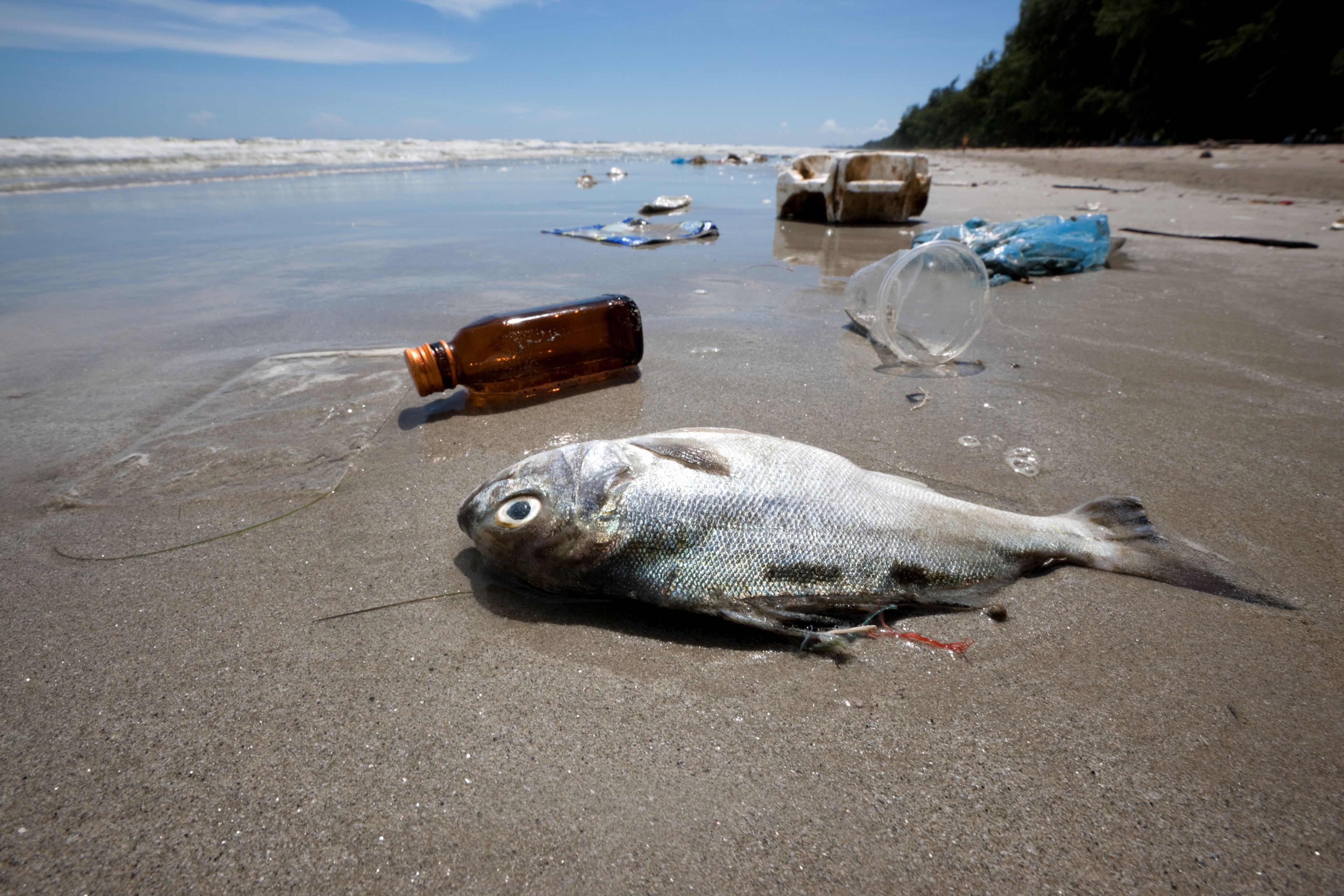 В воде гибнут. Рыбы в загрязненной воде. Рыбы в мусоре. Рыба в пластике загрязнение.
