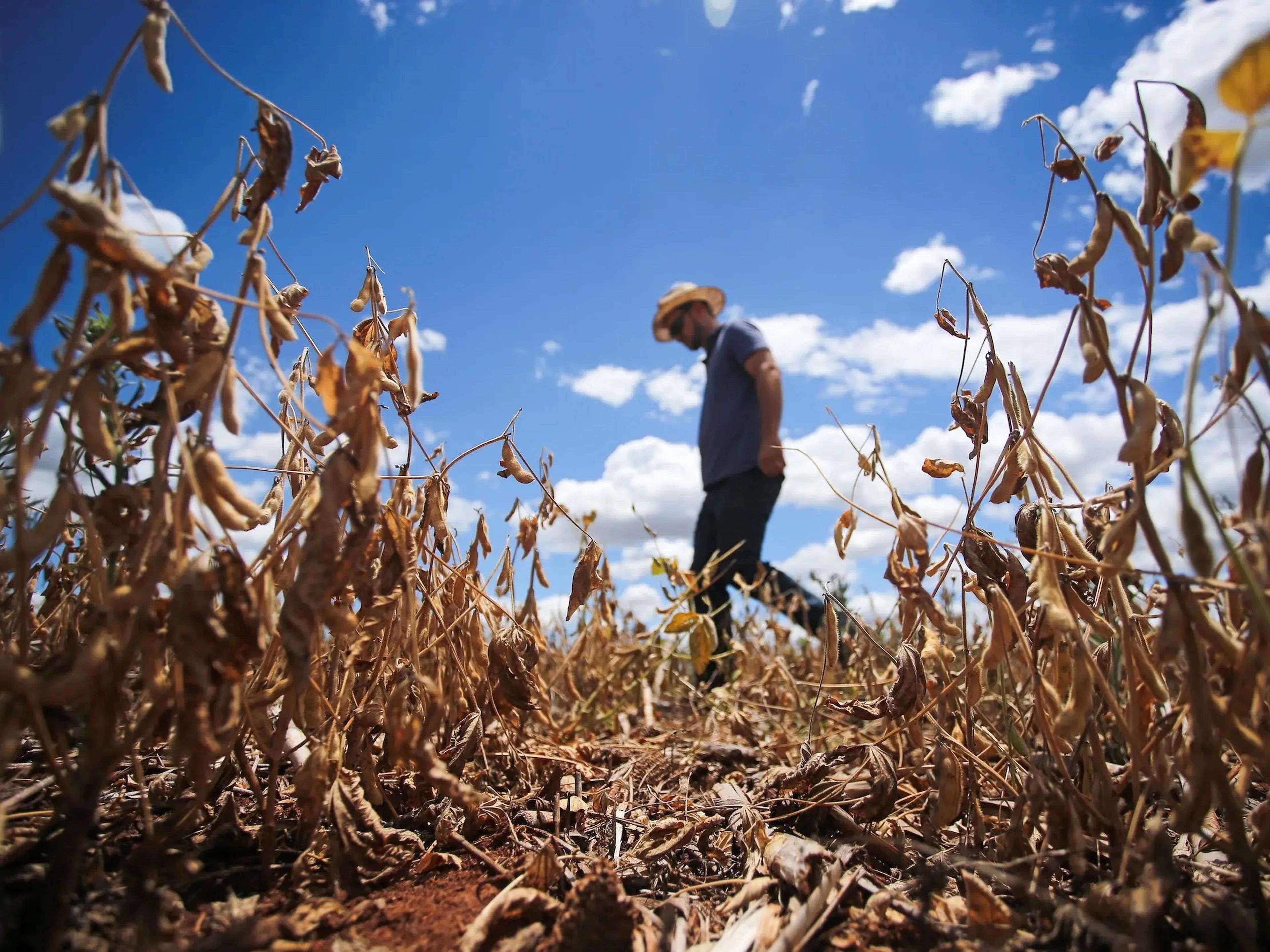 Anderson Soletti camina en su plantación de soja afectada por la sequía, en Espumoso, estado de Rio Grande do Sul, Brasil, el 10 de enero de 2022.
