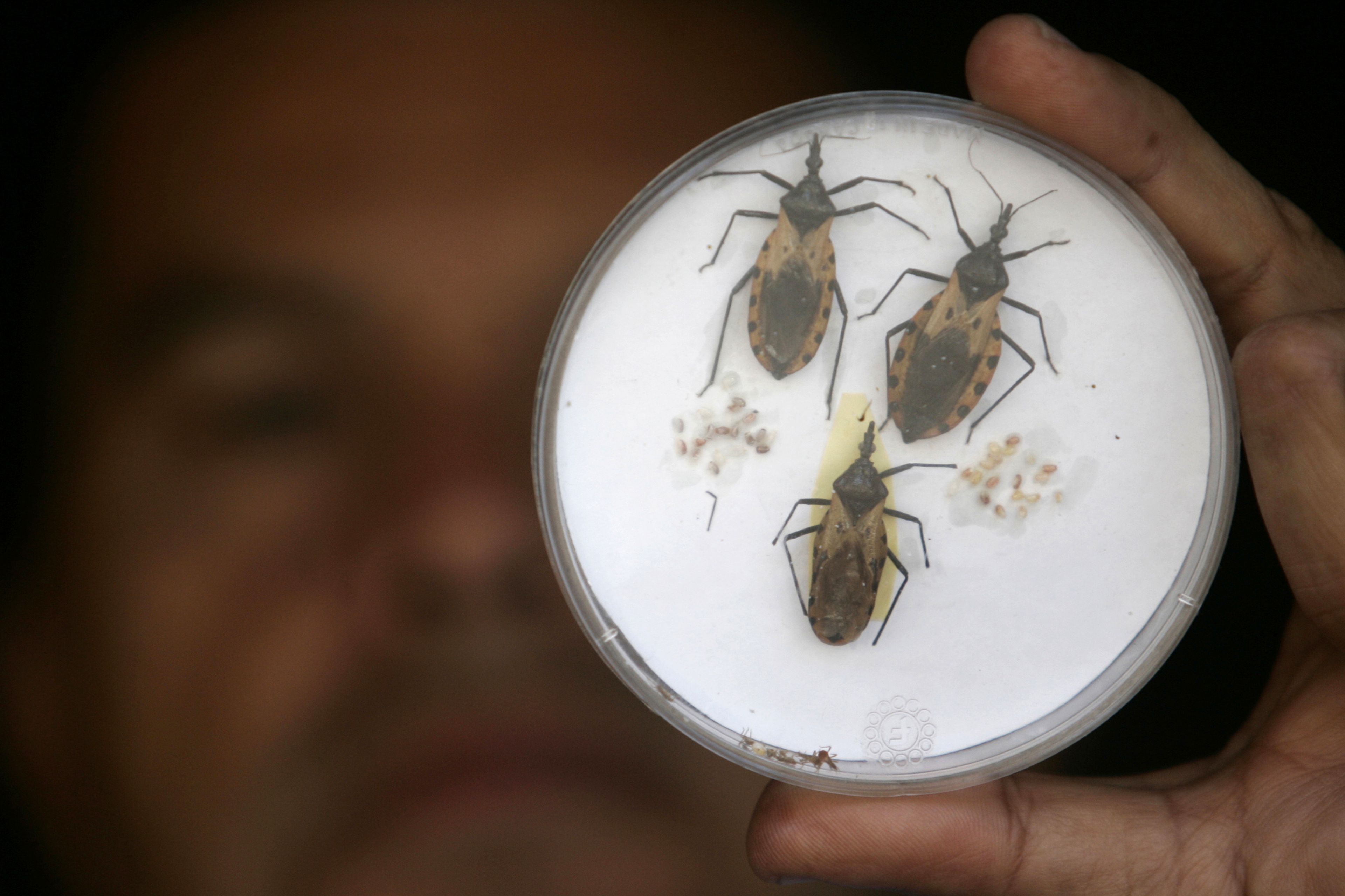 Tres ejemplares de Triatoma dimidiatas, un tipo de insecto chupador de sangre que propaga la enfermedad de Chagas.