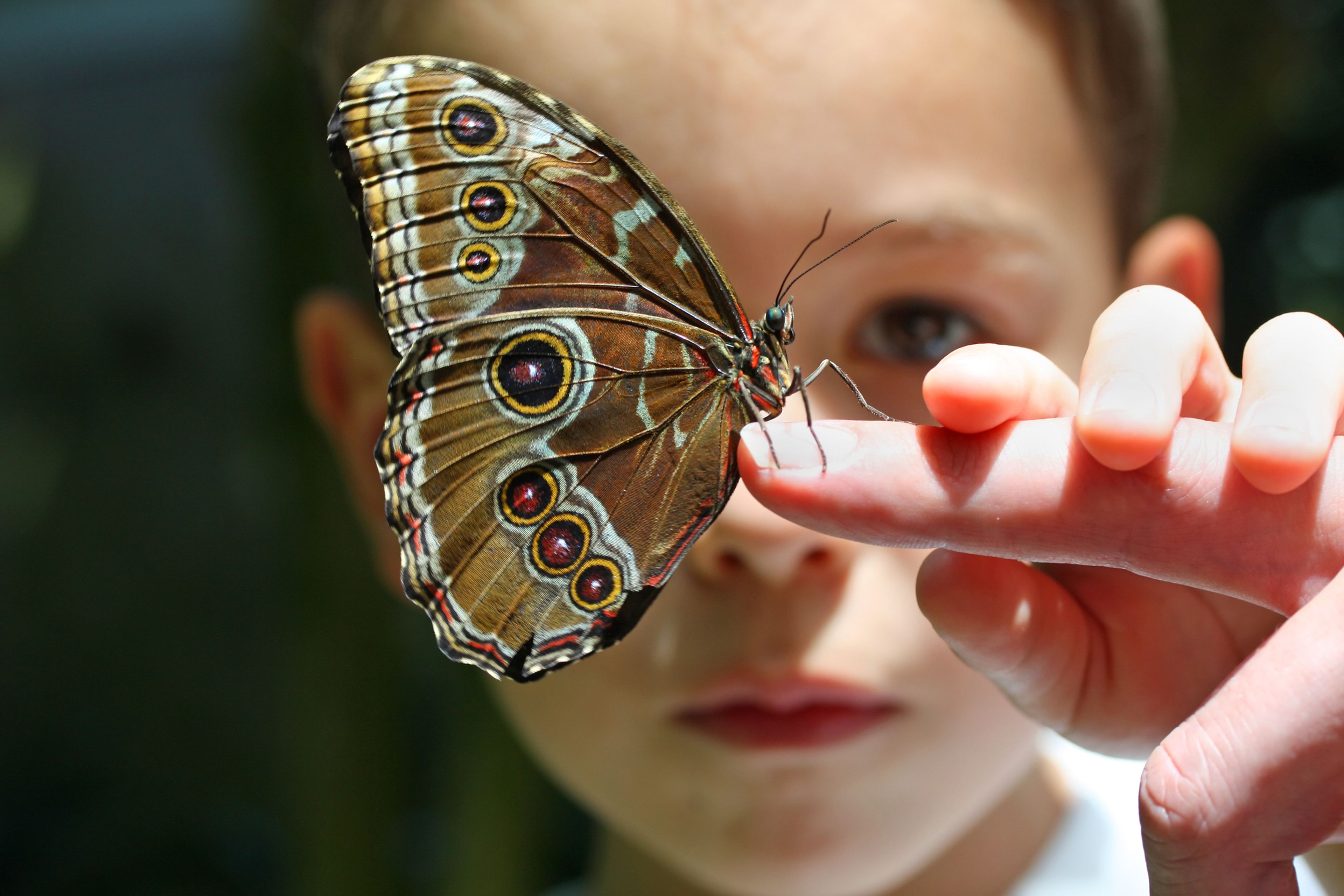 Niño pequeño con una mariposa