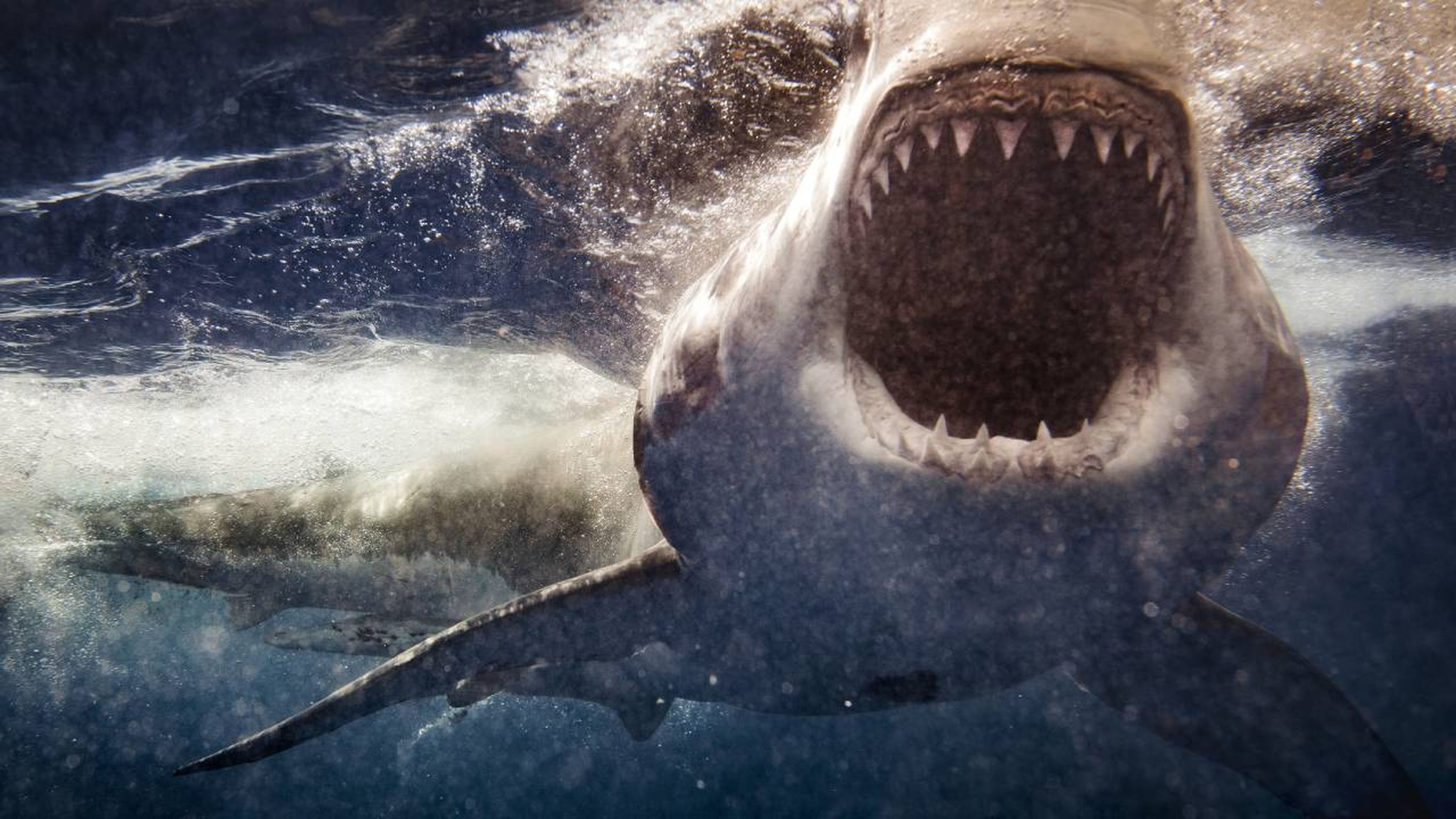 Tiburón ataque sangre