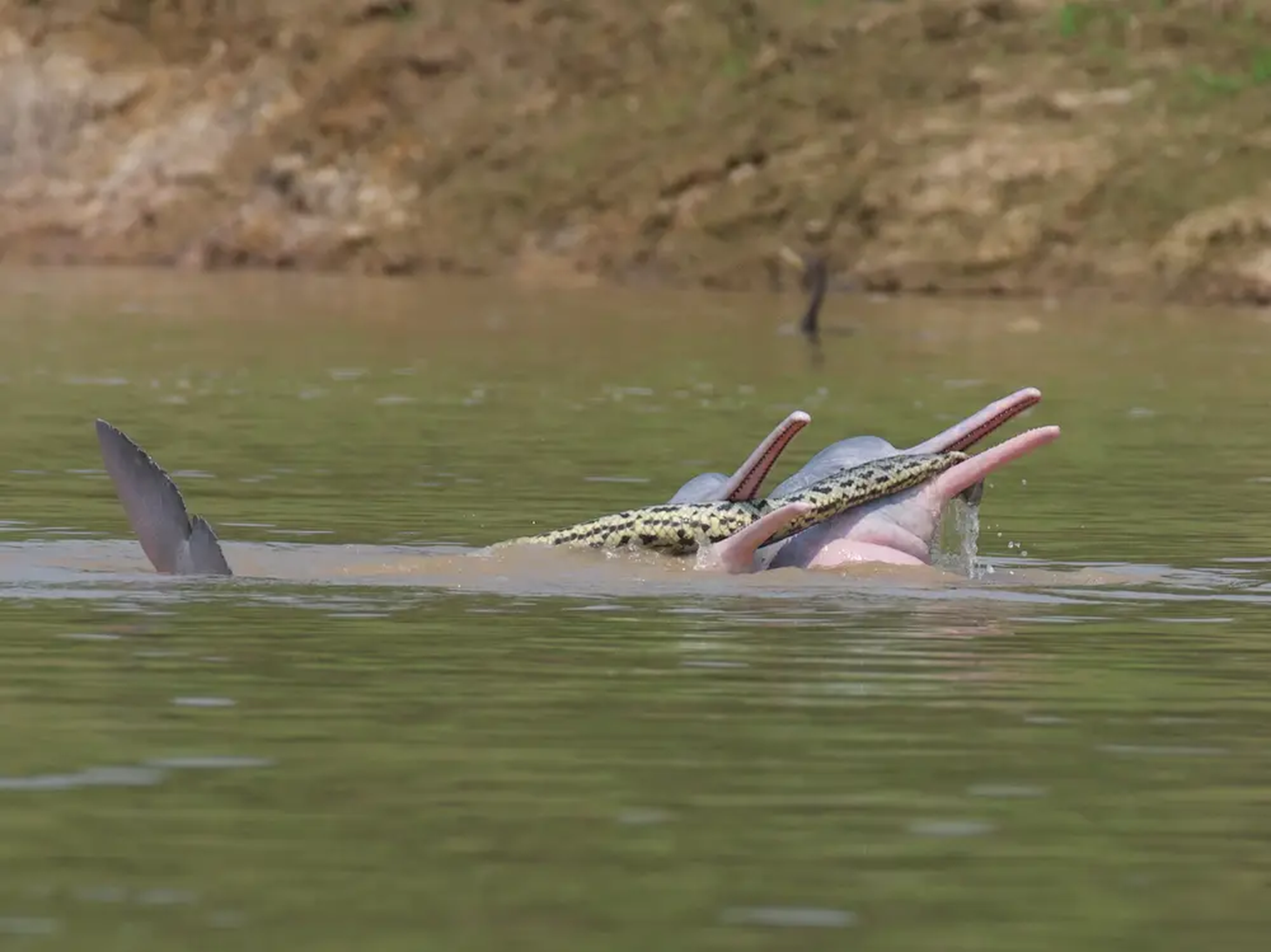 Un caso de interacción lúdica entre delfines de río bolivianos y una anaconda de la región.