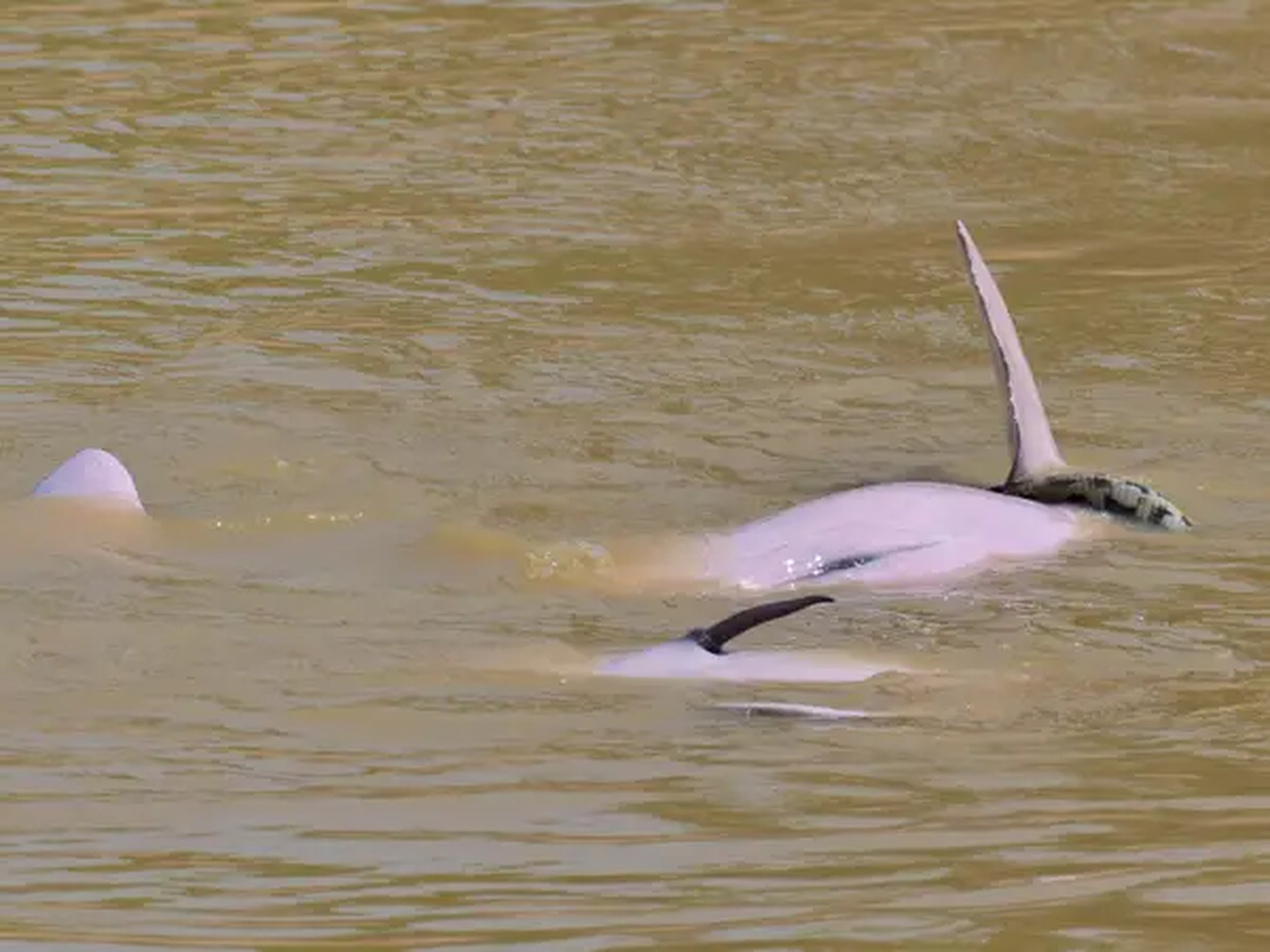 Un caso de interacción lúdica entre delfines de río bolivianos y una anaconda de la región.