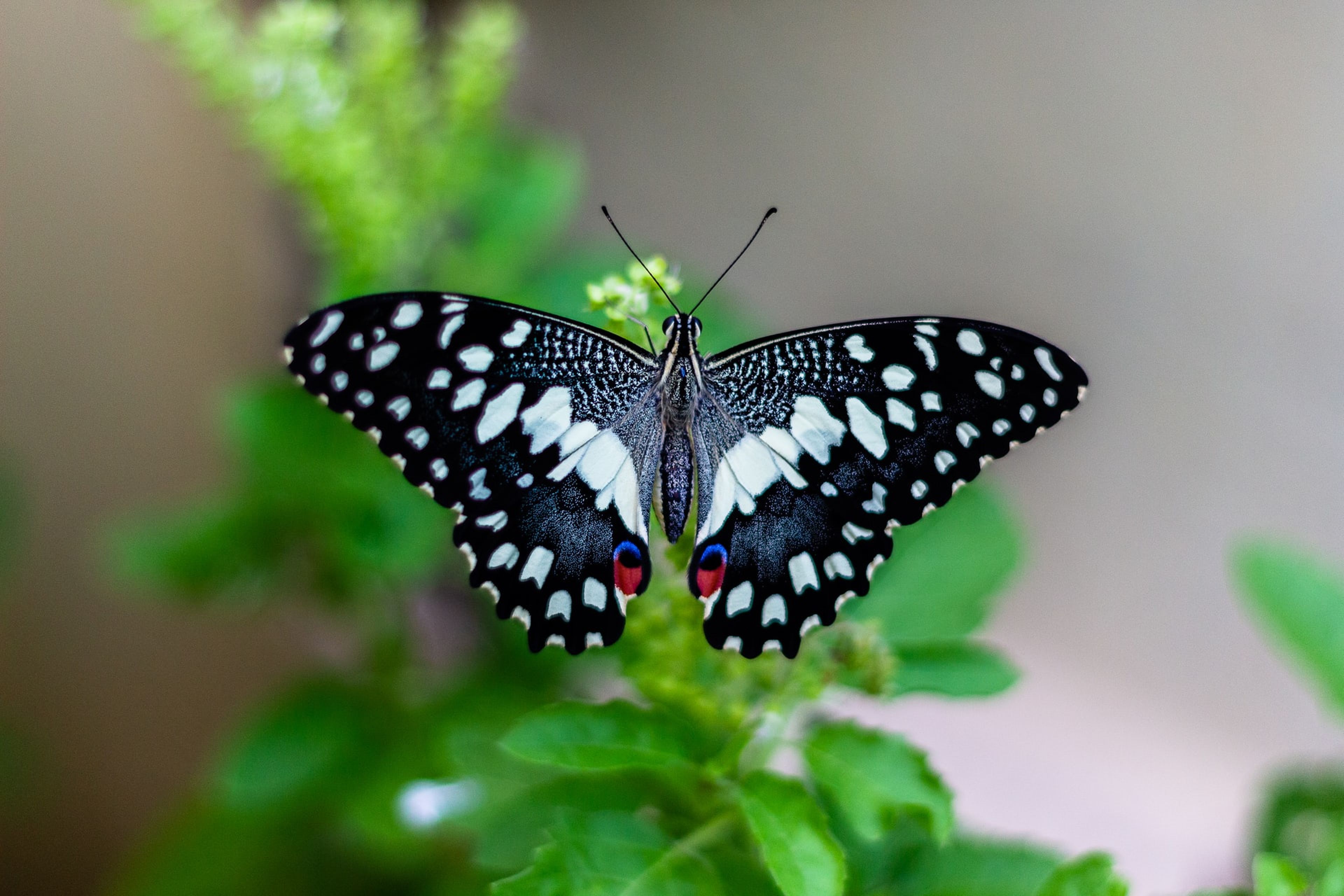 El número de mariposas ha disminuido entre un 30 y un 50 % en toda Europa, alertan los científicos.