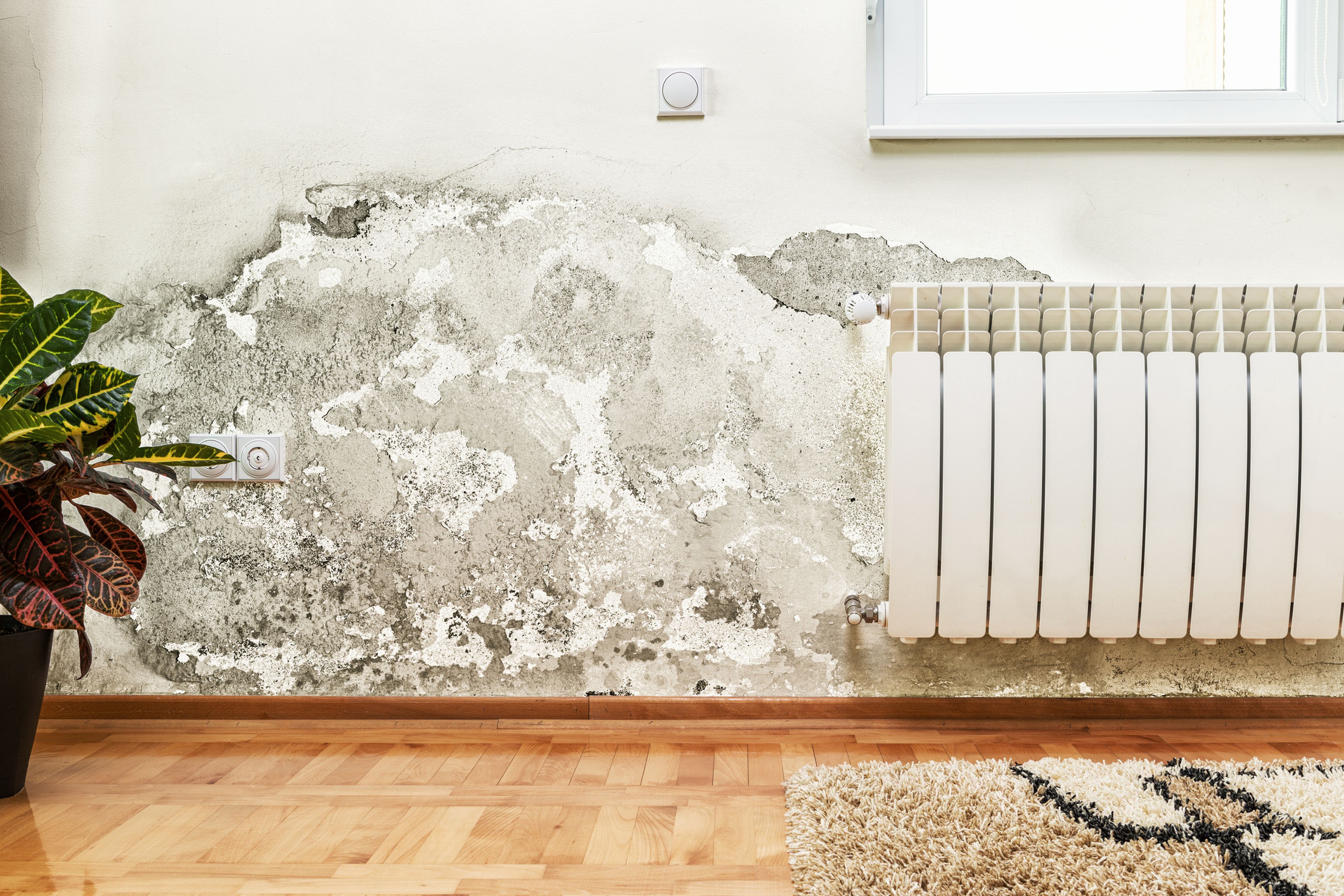 Elimina el moho de las paredes y suelo