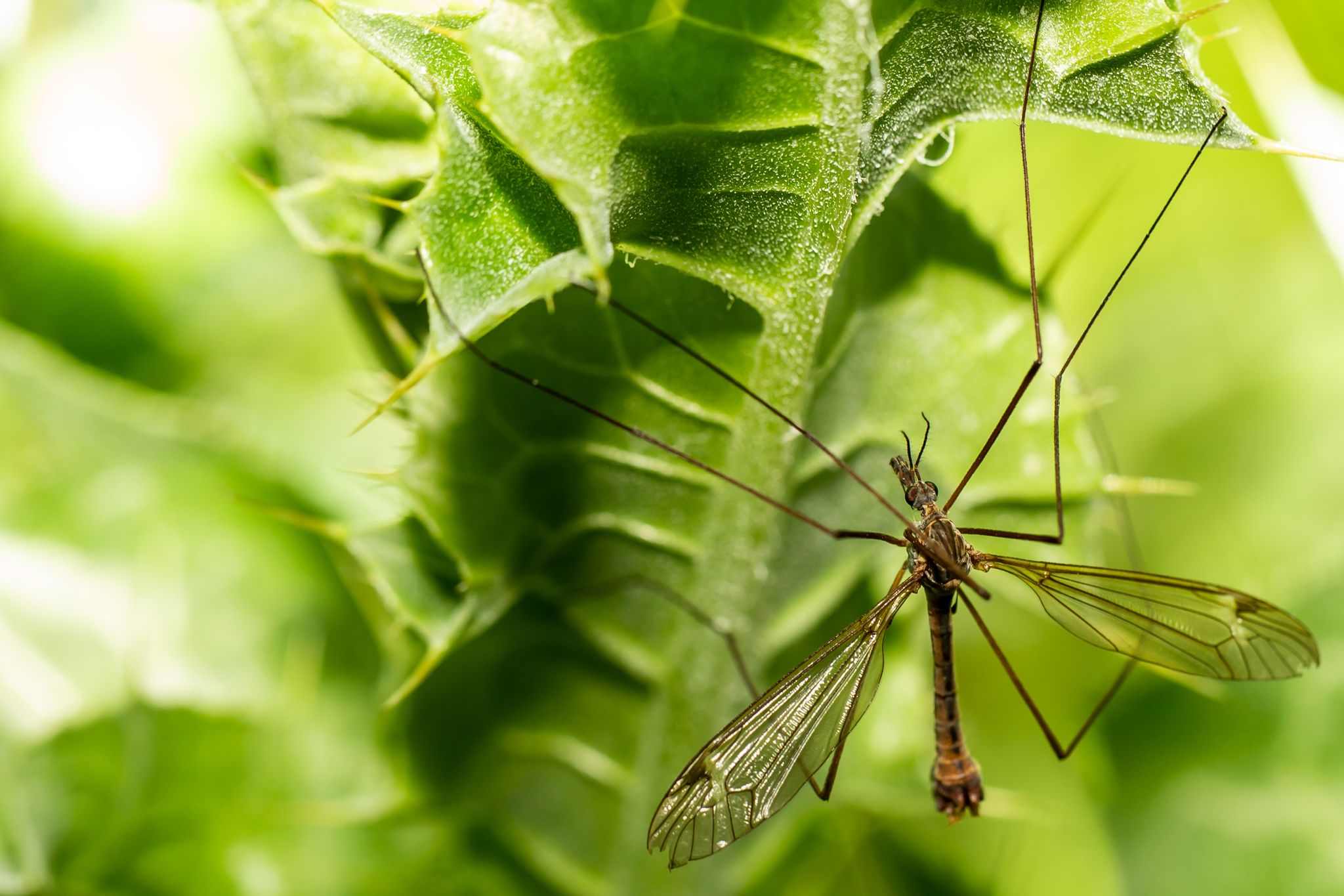 11 plantas que ahuyentan mosquitos y cómo cuidarlas Business Insider 11 plantas que ahuyentan mosquitos y cómo cuidarlas Business Insider
