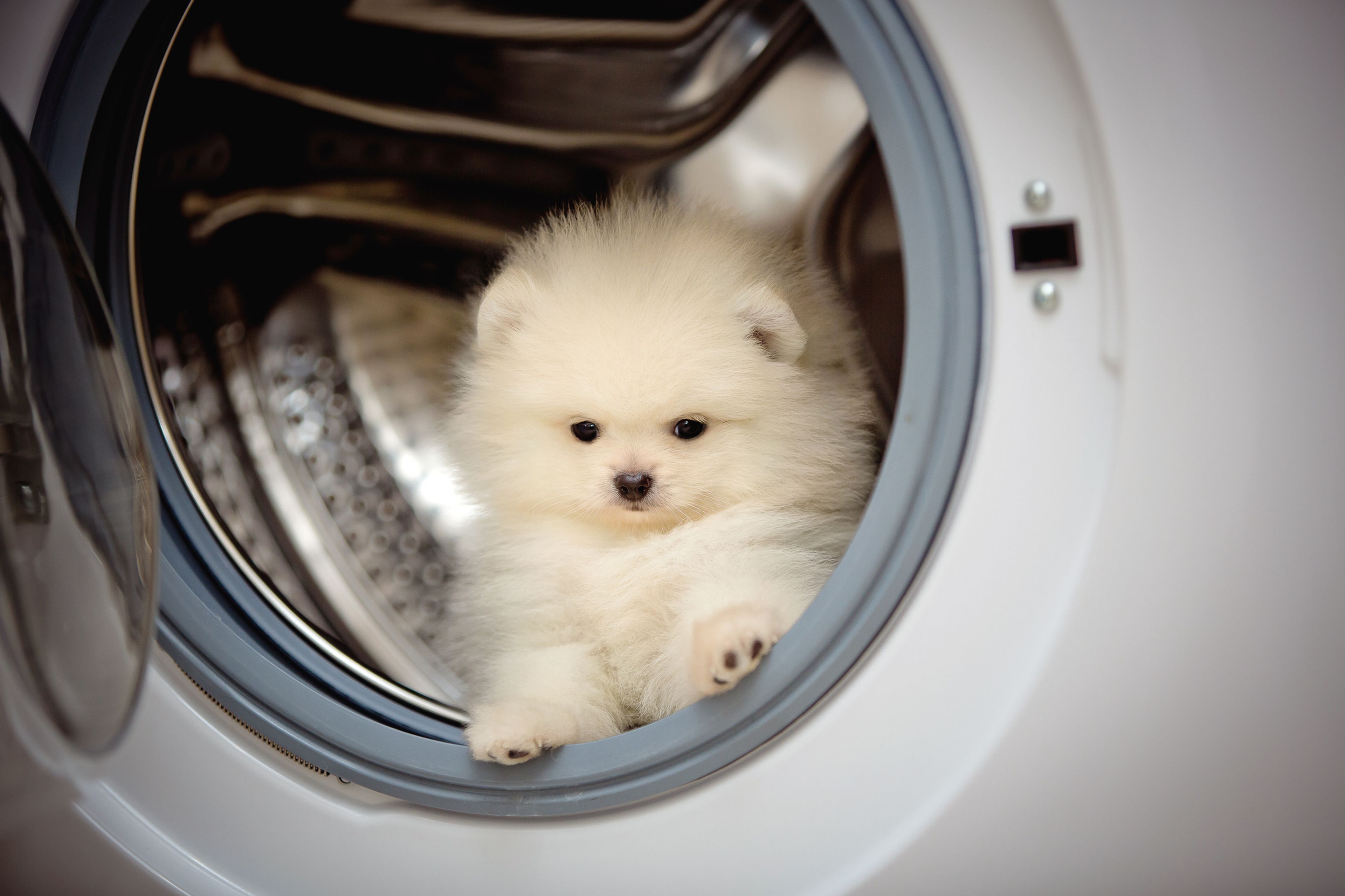 Perrito en la lavadora