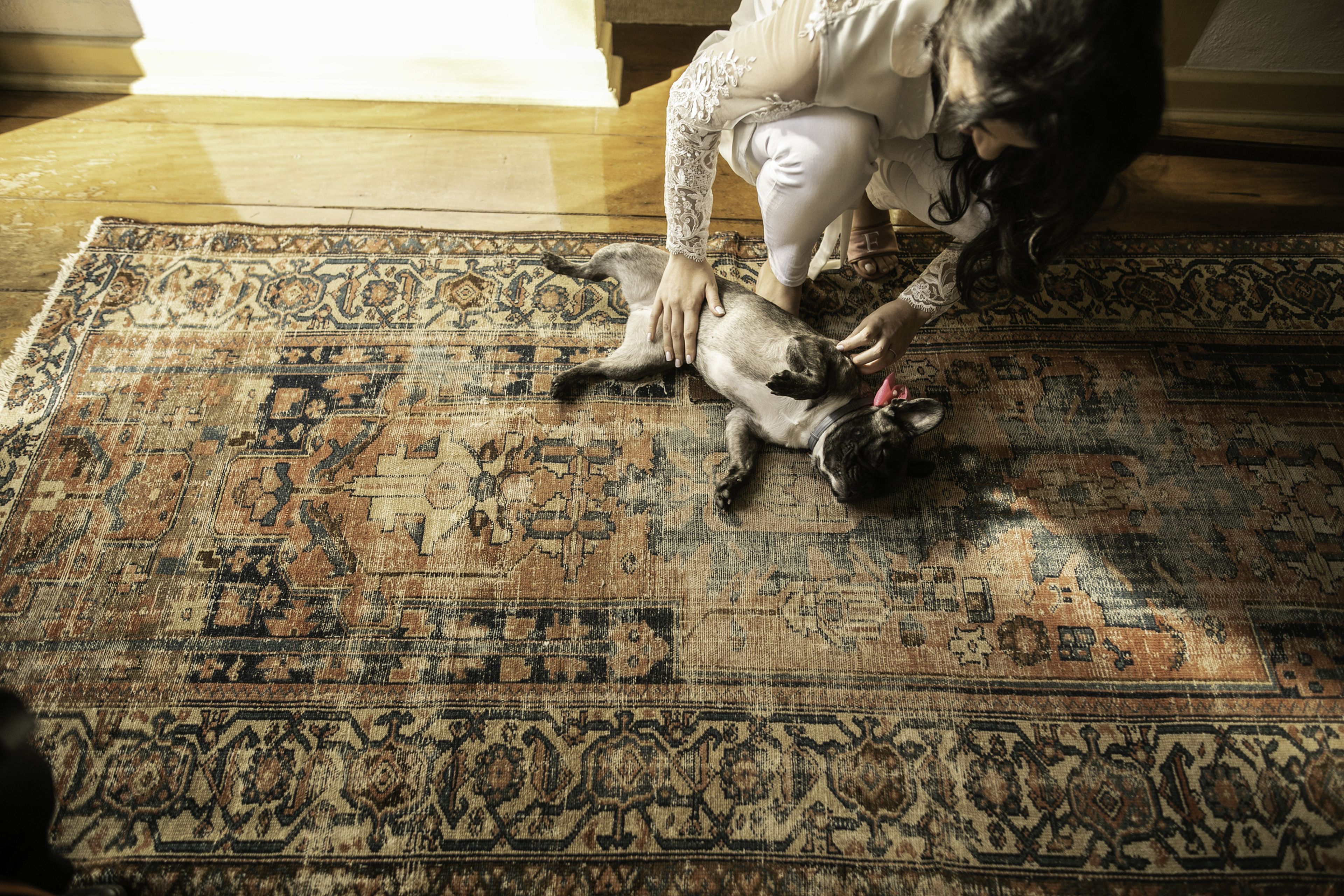 perro en alfombra
