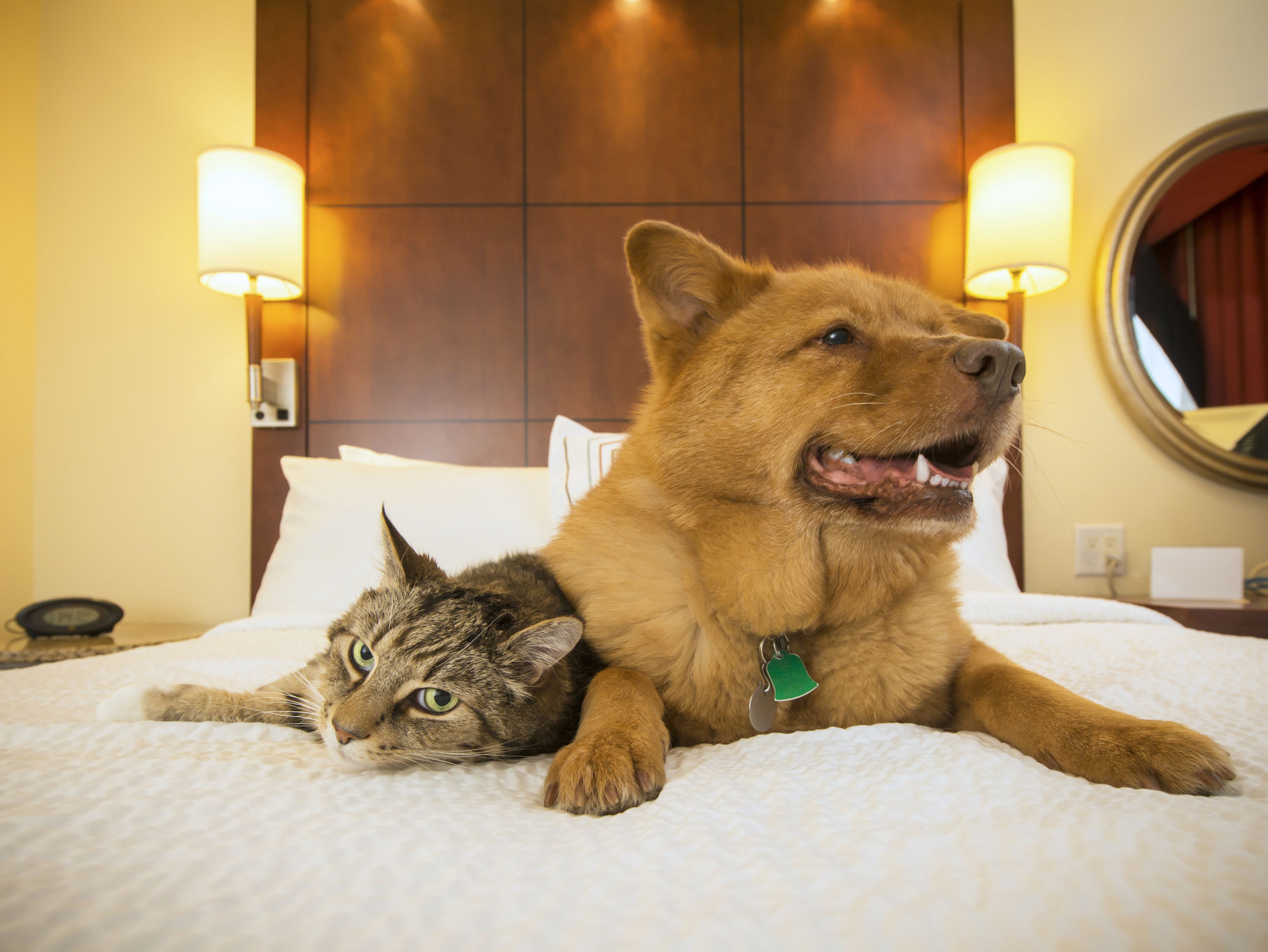 perro y gato en un hotel