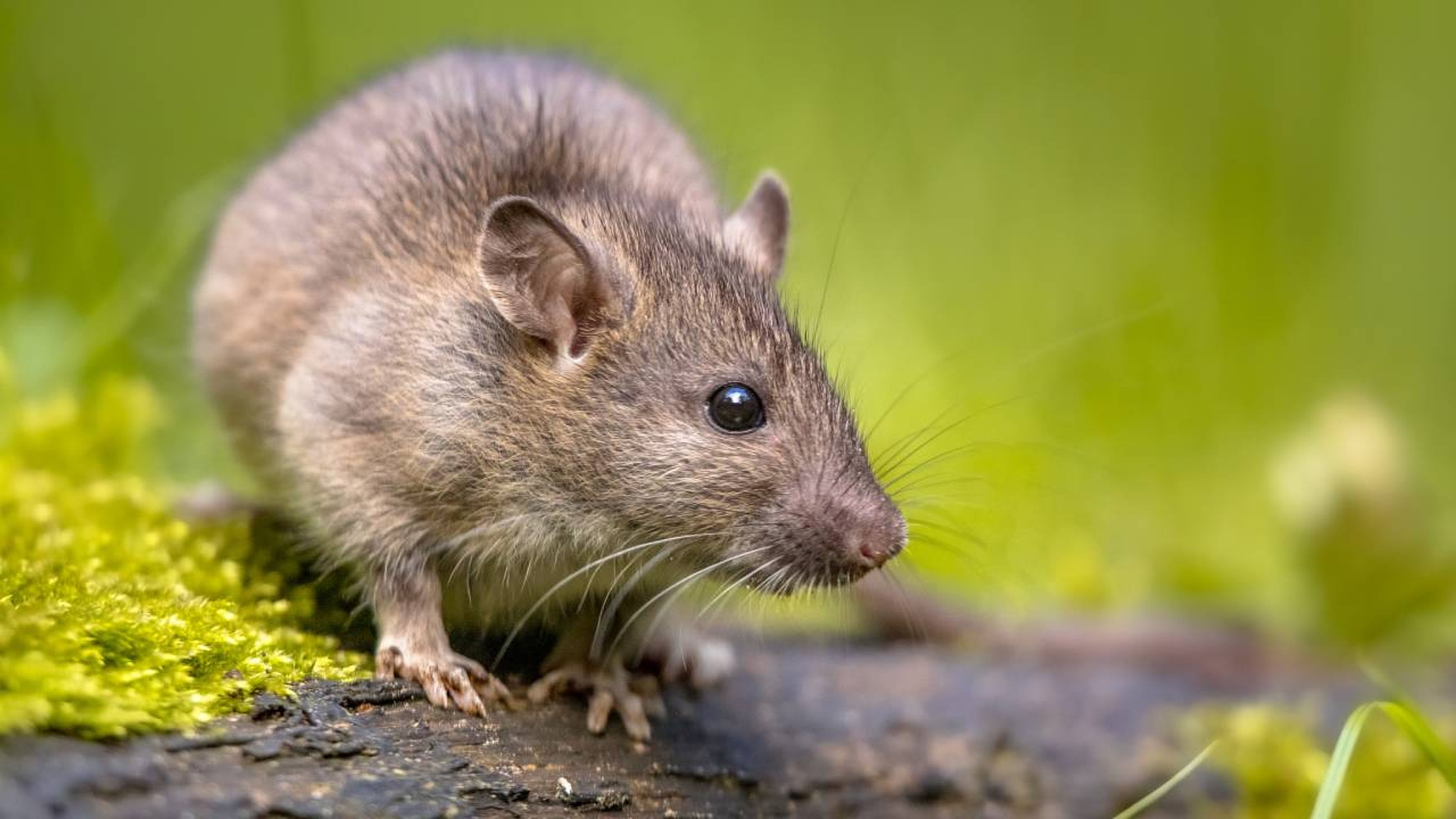 Villano A la meditación Neuropatía Qué significa soñar con ratas? 10 interpretaciones sobre tus sueños |  Business Insider España
