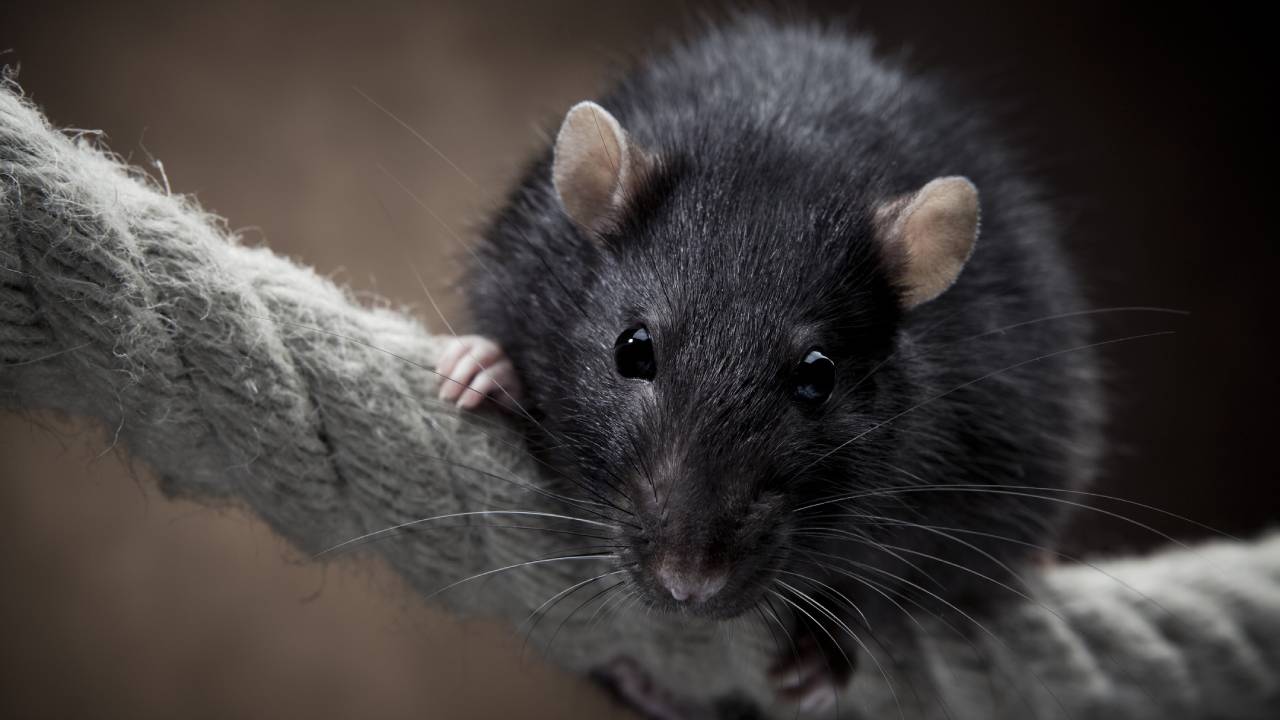 Крыса Черная Домашняя Купить