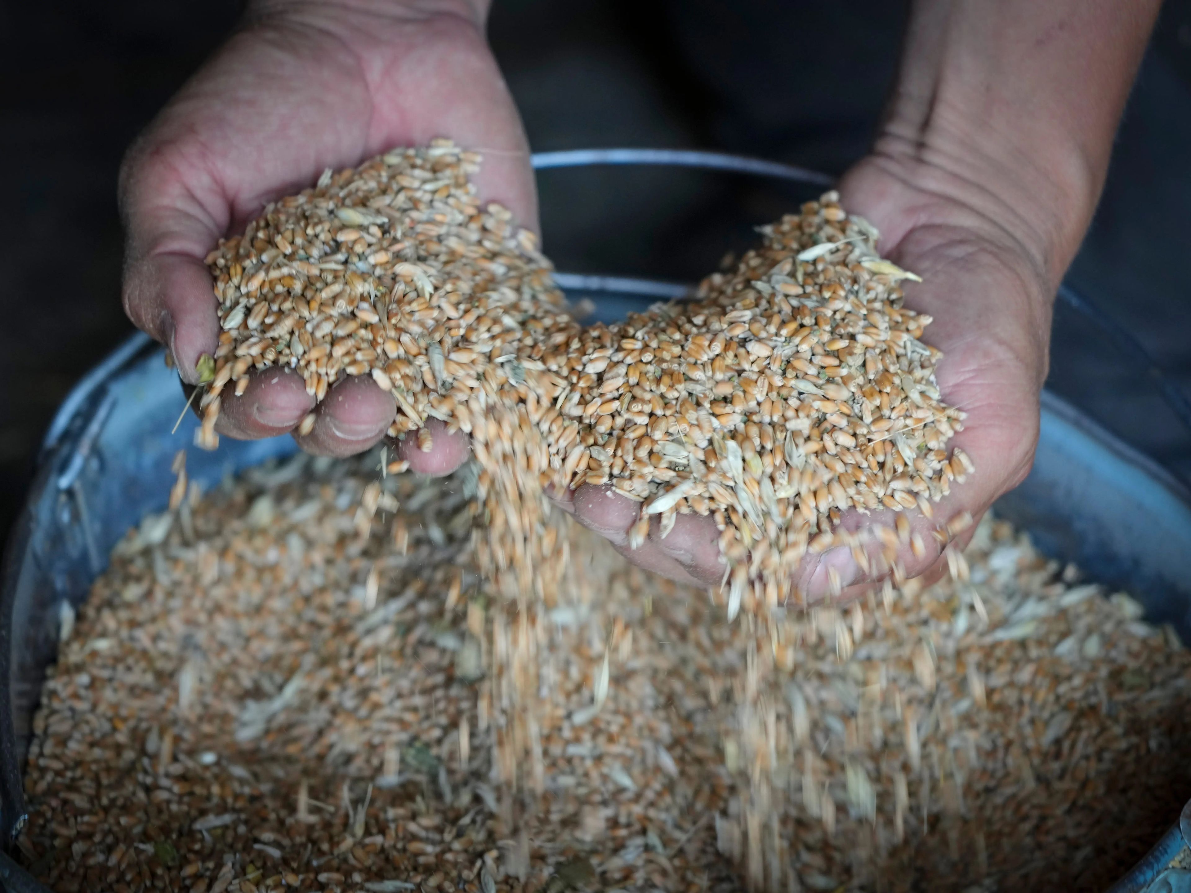 El agricultor Serhiy muestra sus granos de trigo en la aldea de Ptyche, la región oriental de Donetsk, Ucrania.