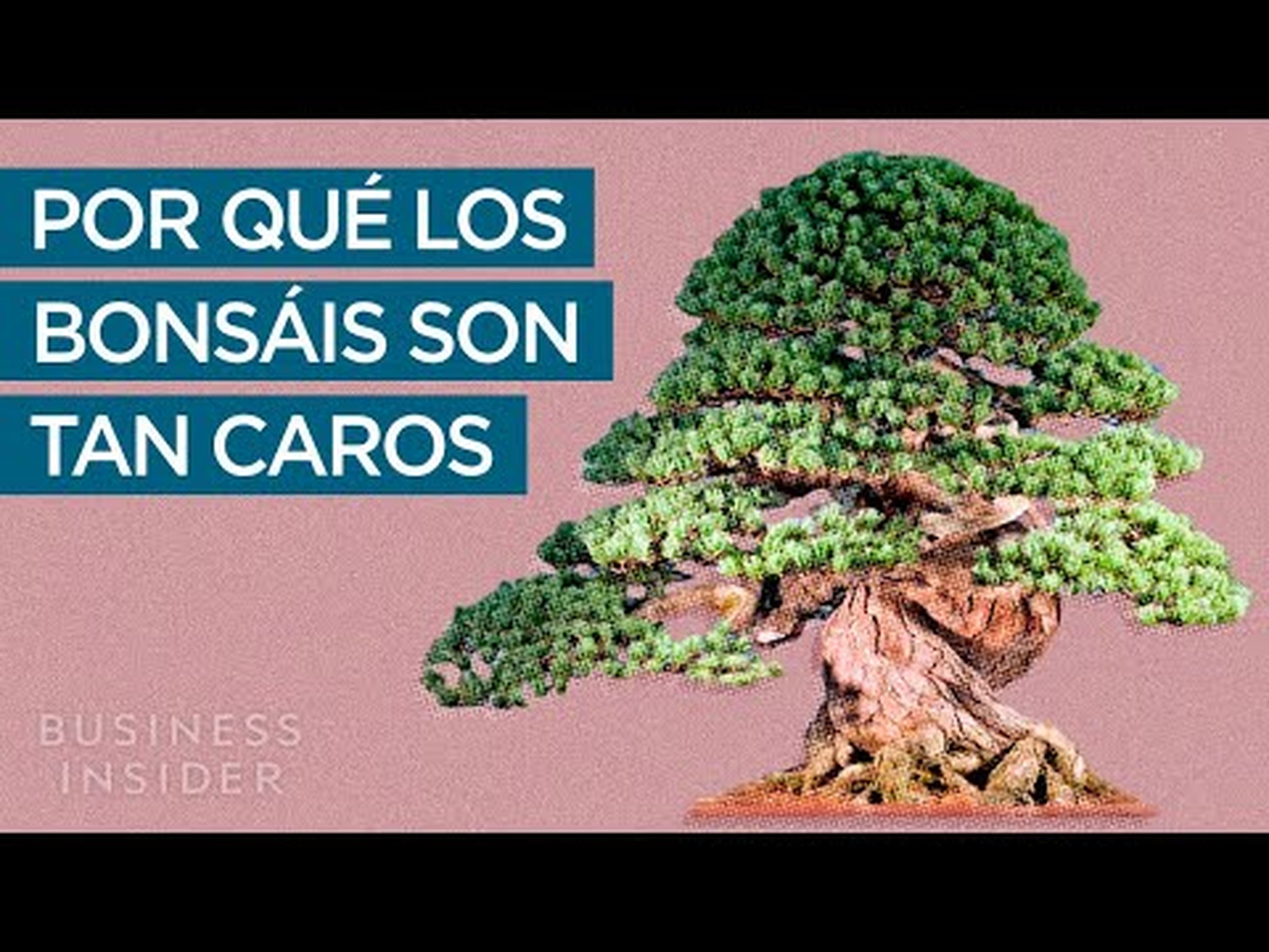 ¿Por qué los bonsáis son tan caros?