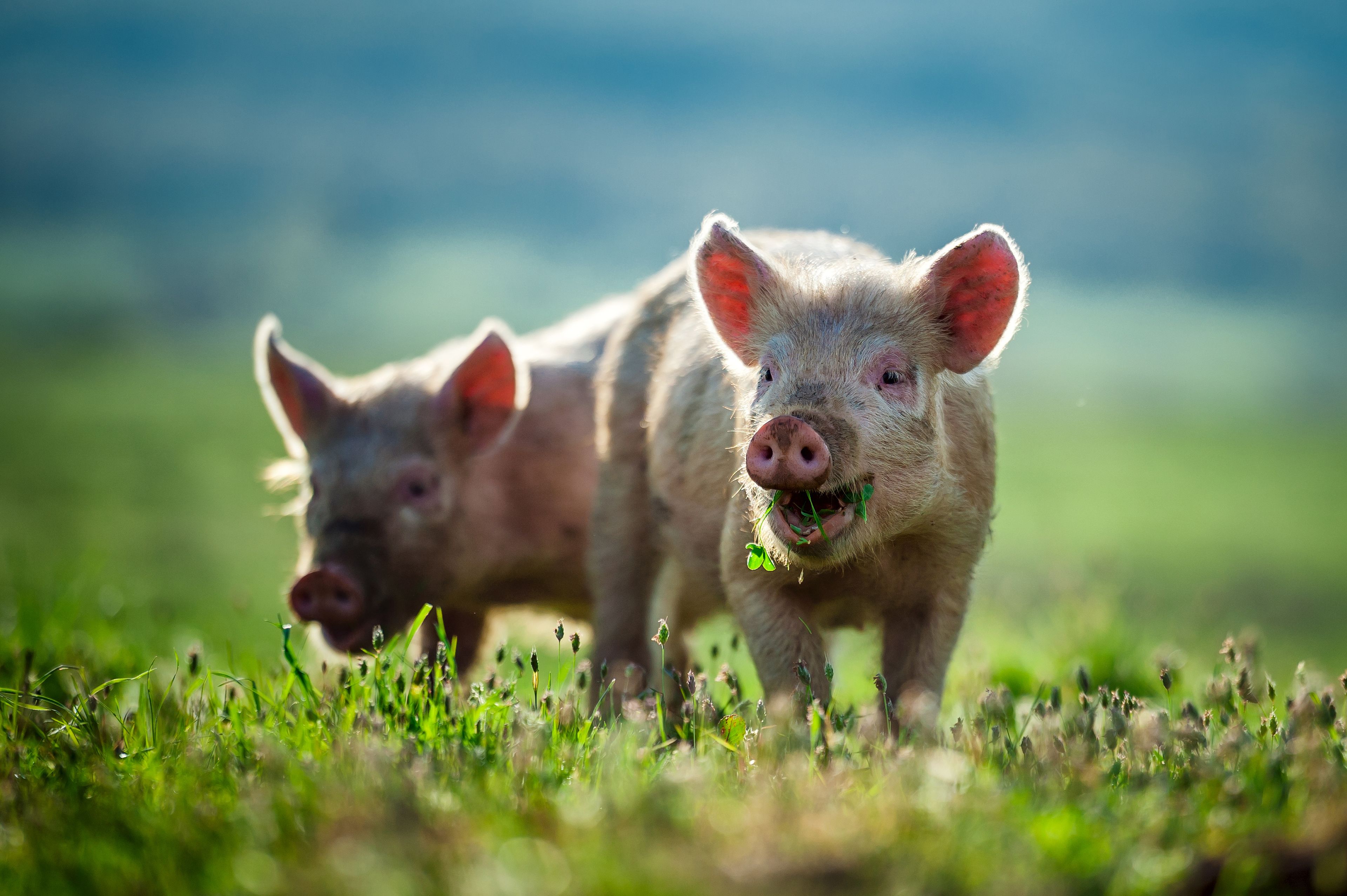 cerdos 'sonrientes', contentos, comiendo hierba