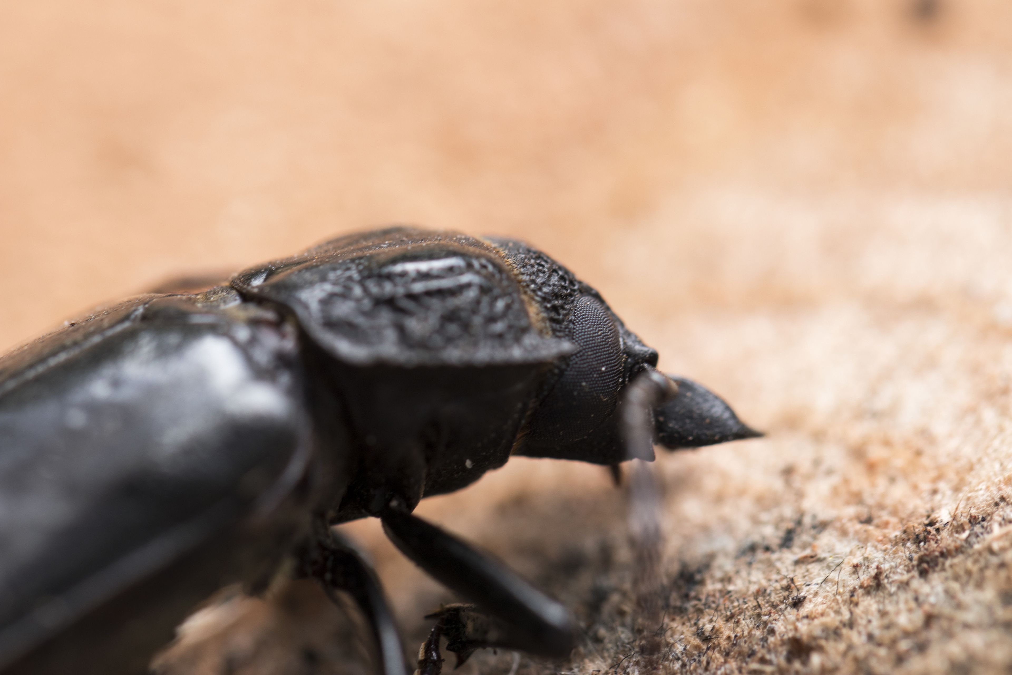 Escarabajo Titanus giganteus.