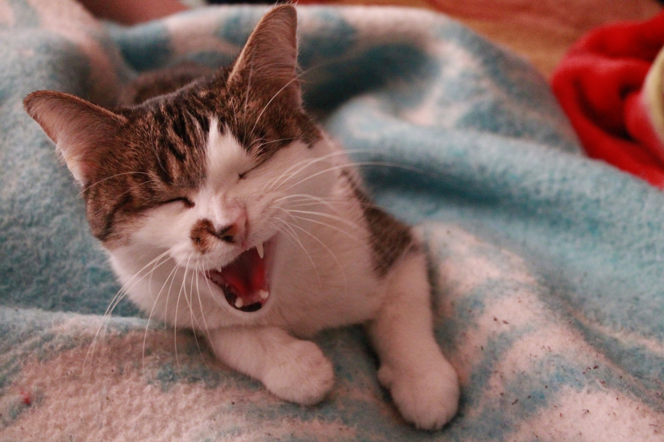qué mi gato estornuda: cuándo es inocuo y cuándo ir al veterinario | Business Insider España