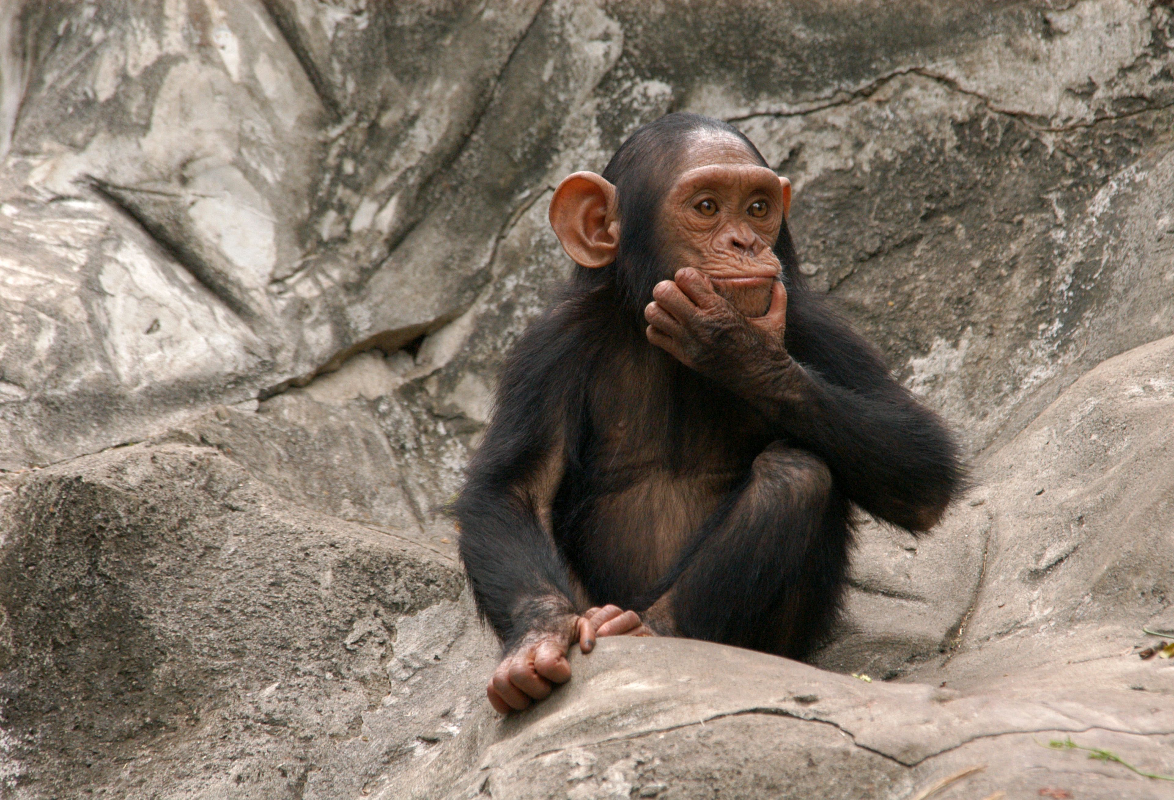 Mono, chimpancé (en pose de duda, pregunta)