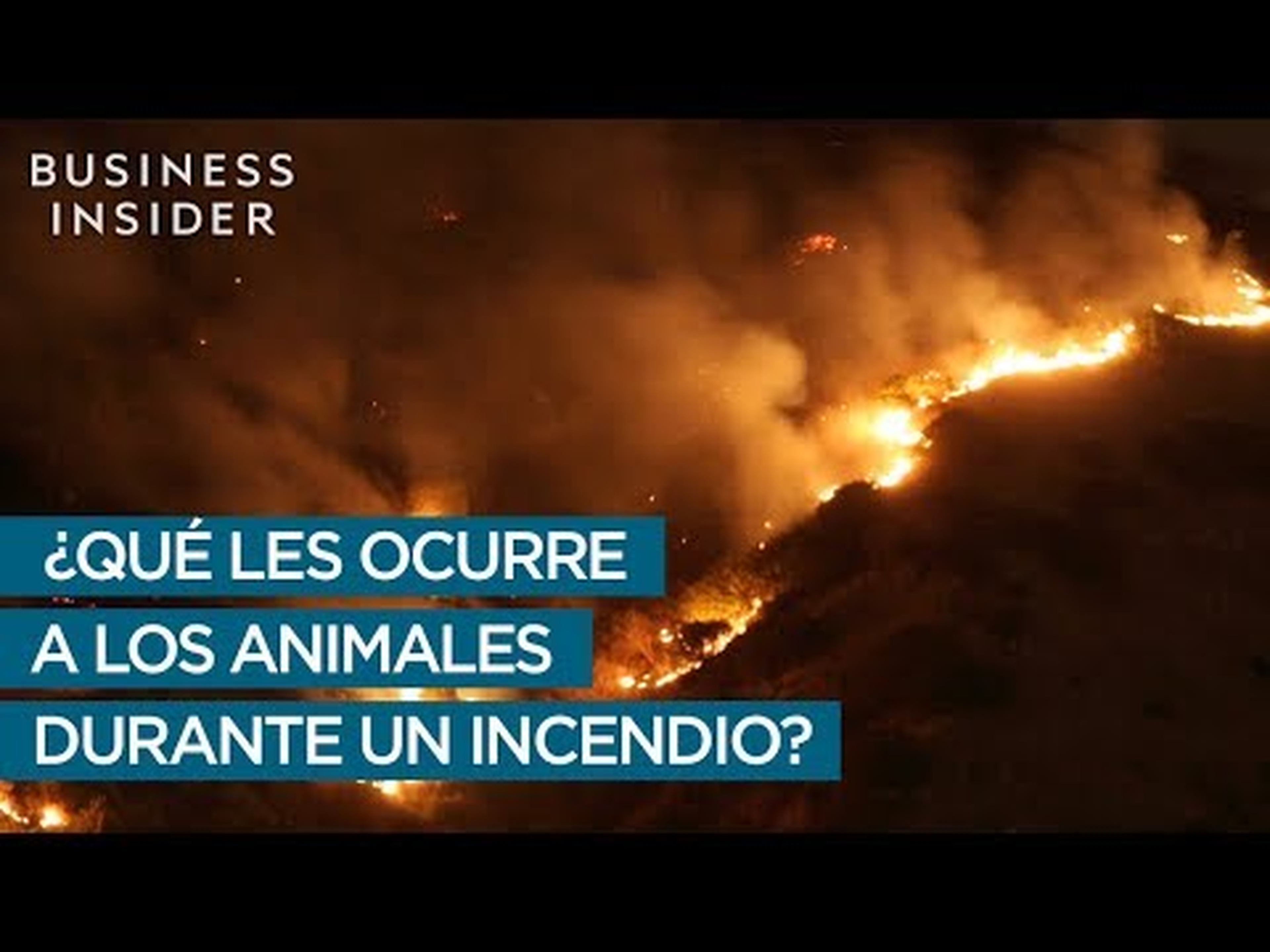 Qué ocurre con los animales salvajes durante un incendio
