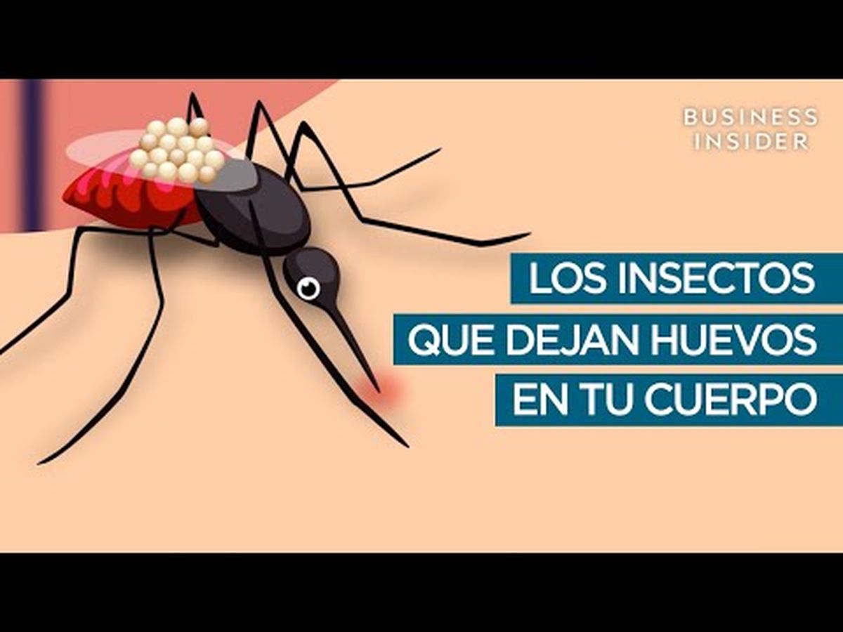 Los insectos que viven en el cuerpo humano y dejan huevos dentro